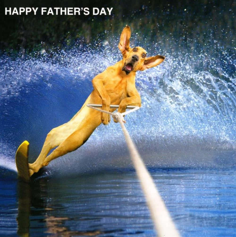 Funny Pet 桌布 壁紙 — 一隻快樂的金毛狗在閃閃發光的藍色湖泊上滑水，水花四濺，背景有綠樹。