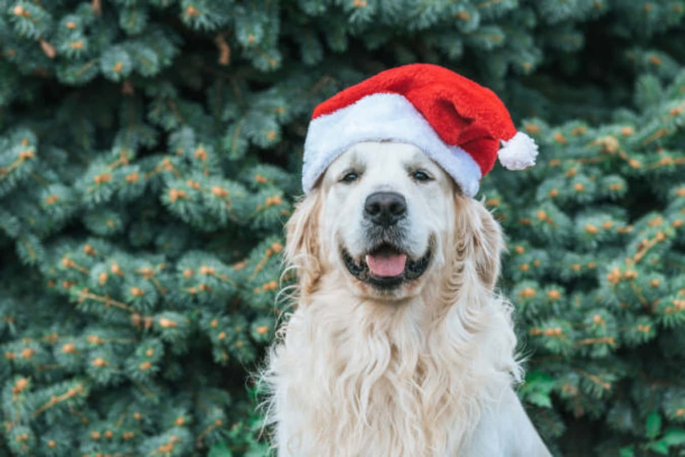 Santa Claus 桌布 壁紙 — 一隻快樂的金毛獵犬戴著紅色聖誕帽，在茂密的綠色松樹前微笑。