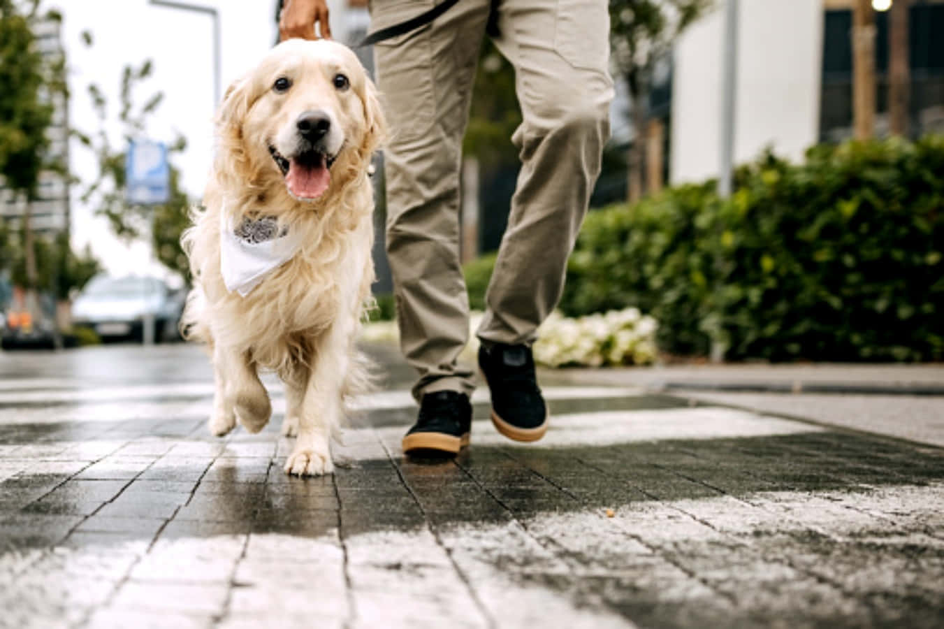 狗 桌布 壁紙 — 一隻快樂的金毛獵犬戴著頭巾，在潮濕的城市人行道上開心地與主人一起奔跑。