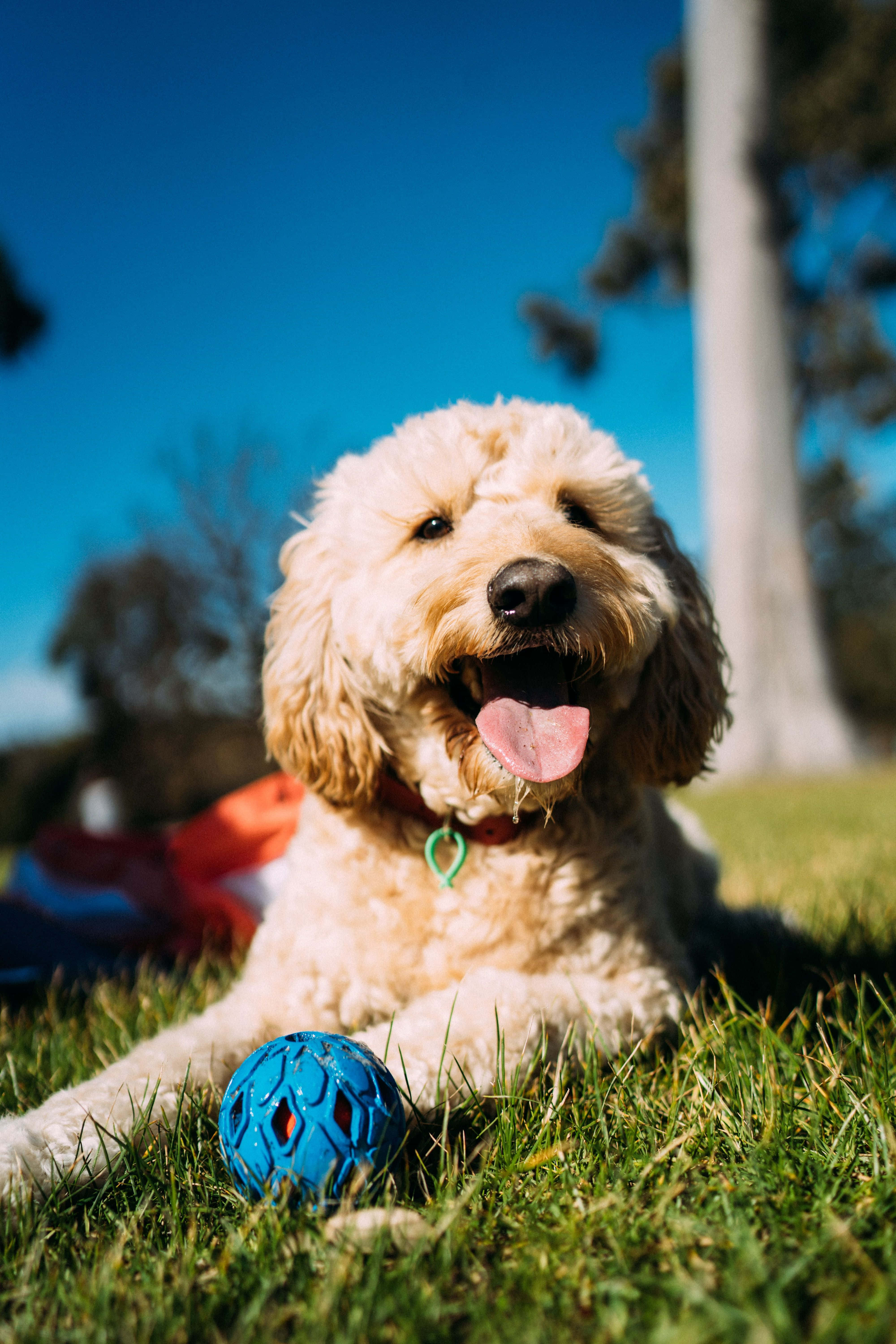 Goldendoodle 桌布 壁紙 — 一隻快樂的金毛貴賓犬躺在綠草上，旁邊有一個藍色的球，在晴朗的藍天下。