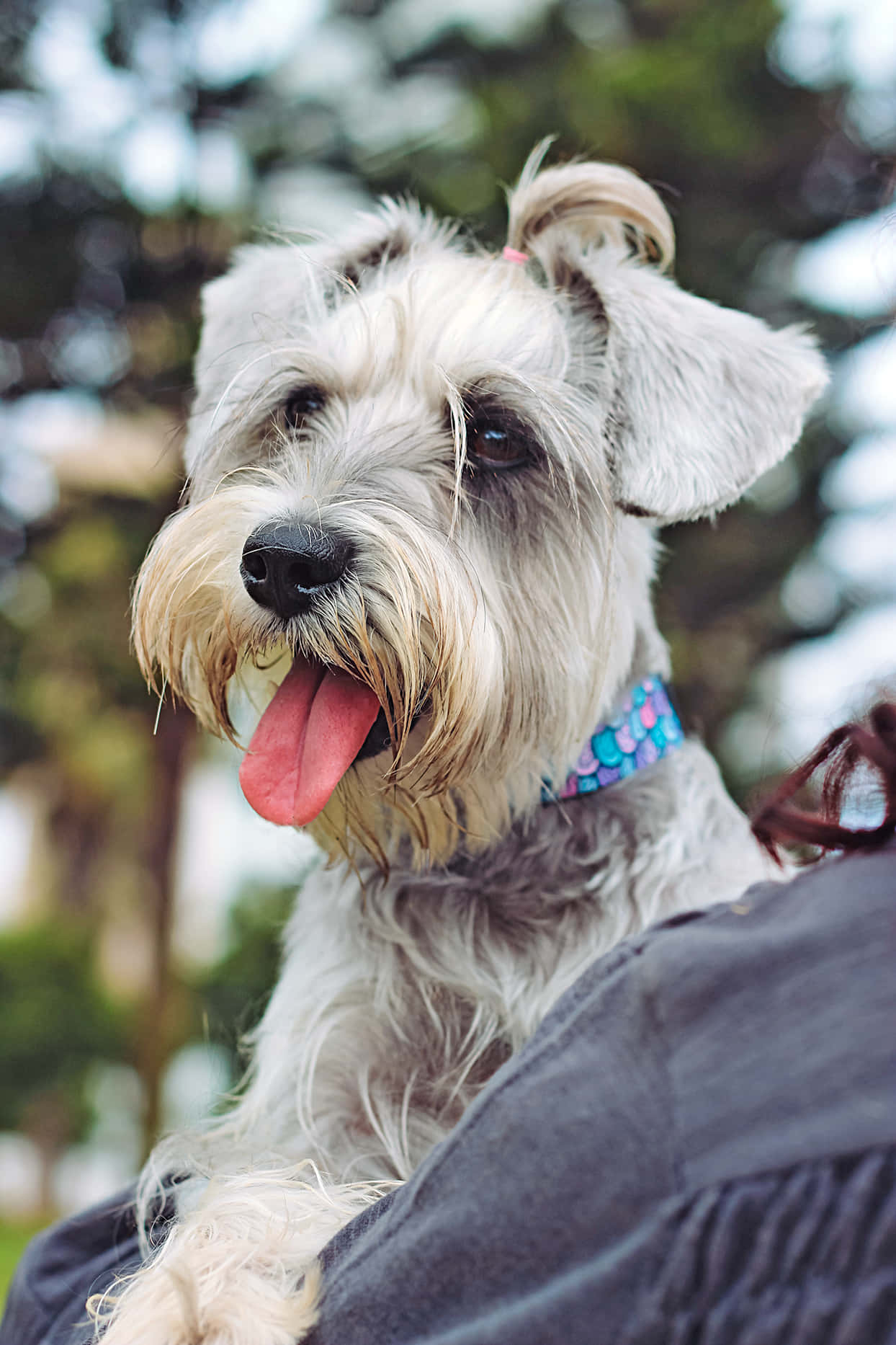 Schnauzer 桌布 壁紙 — 一隻快樂的雪納瑞伸出粉紅色舌頭，戴著彩色項圈，坐在某人的肩膀上，背景是模糊的綠色。