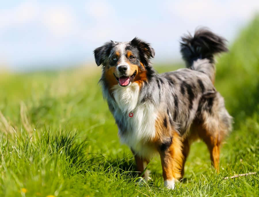 動物 桌布 壁紙 — 一隻快樂的雲石色澳洲牧羊犬在明亮的日光下，警覺地站在充滿活力的綠草中。