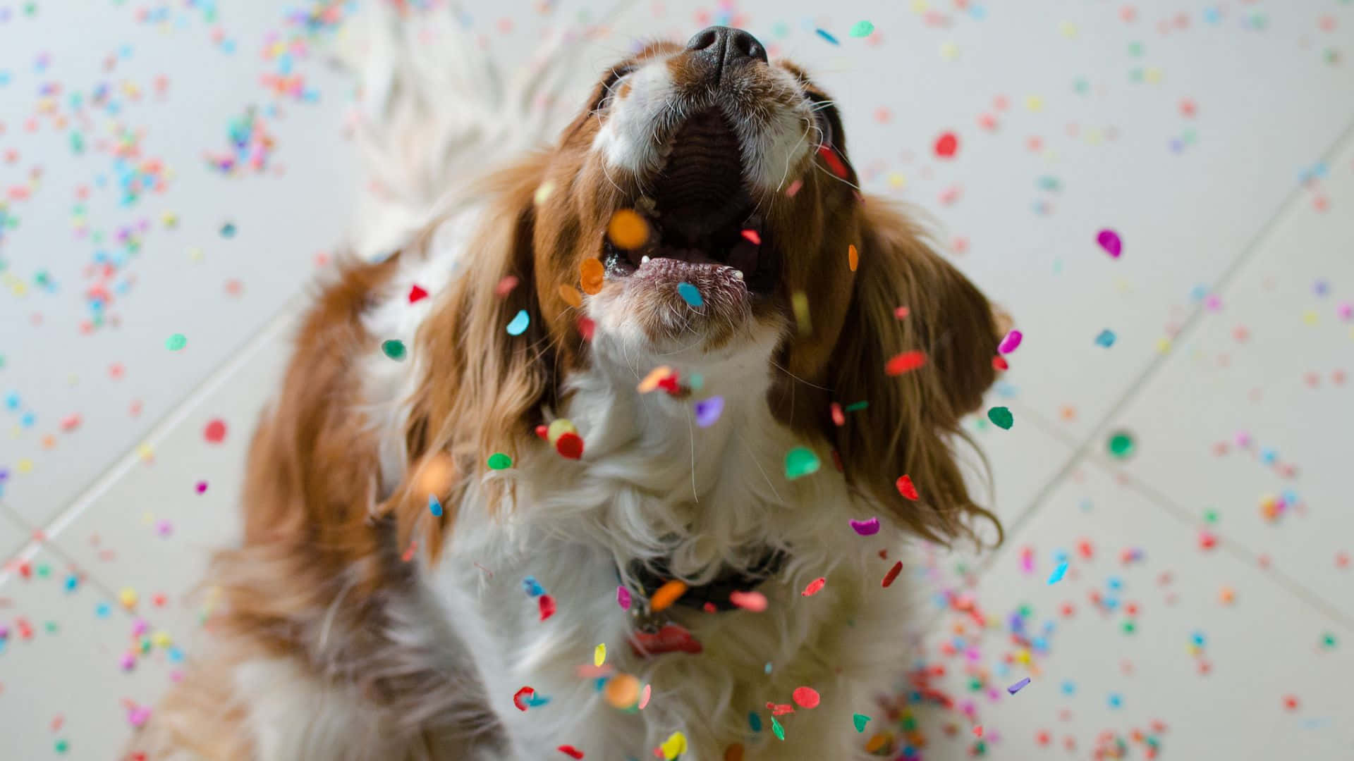狗 桌布 壁紙 — 一隻快樂的騎士查理王小獵犬，彩色紙屑在牠張開的嘴巴周圍旋轉，背景是瓷磚地板。