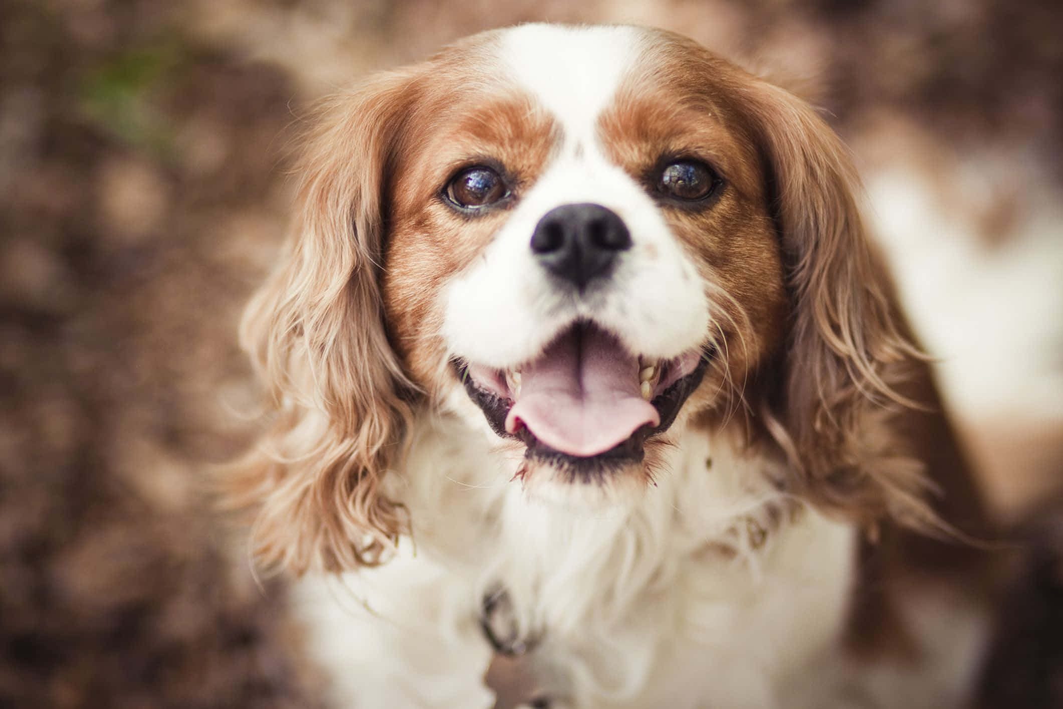 狗 桌布 壁紙 — 一隻快樂的騎士查理王小獵犬，有著下垂的棕色耳朵和開心張開的嘴巴，抬頭看著相機。