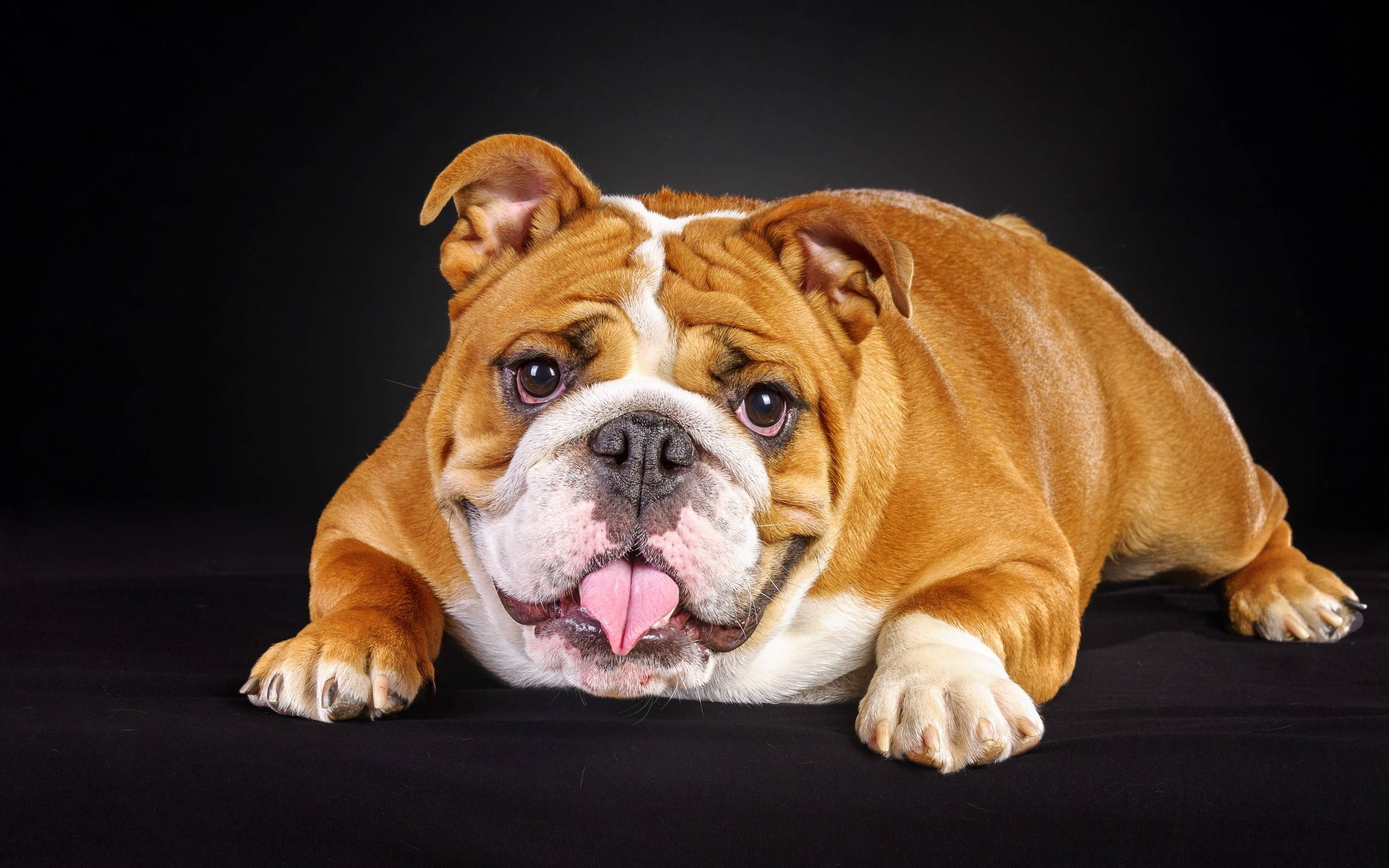 Bulldog 桌布 壁紙 — 一隻快樂的鬥牛犬，粉紅色的舌頭伸出來，躺在黑色背景上，眼睛閃爍著俏皮魅力。