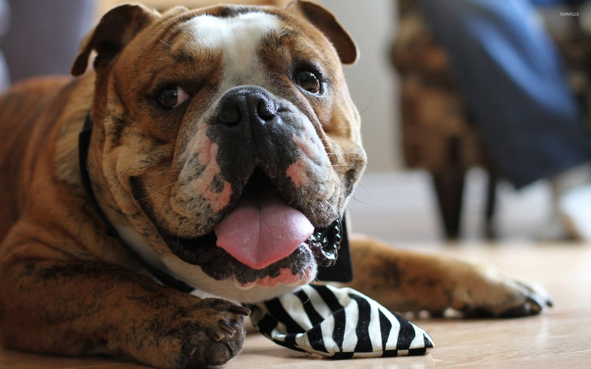 Bulldog 桌布 壁紙 — 一隻快樂的鬥牛犬伸出粉紅色舌頭，戴著黑白條紋領帶，躺在木地板上休息。
