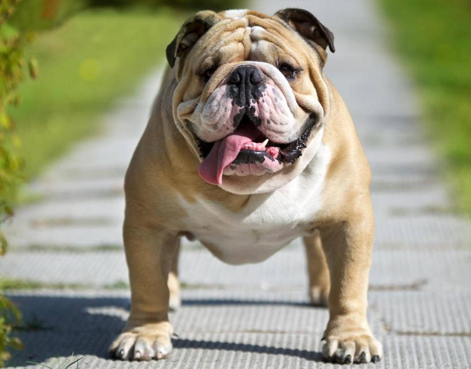 鬥牛犬 桌布 壁紙 — 一隻快樂的鬥牛犬伸出粉紅色舌頭，在陽光明媚的石徑上向鏡頭走來，周圍是綠草。