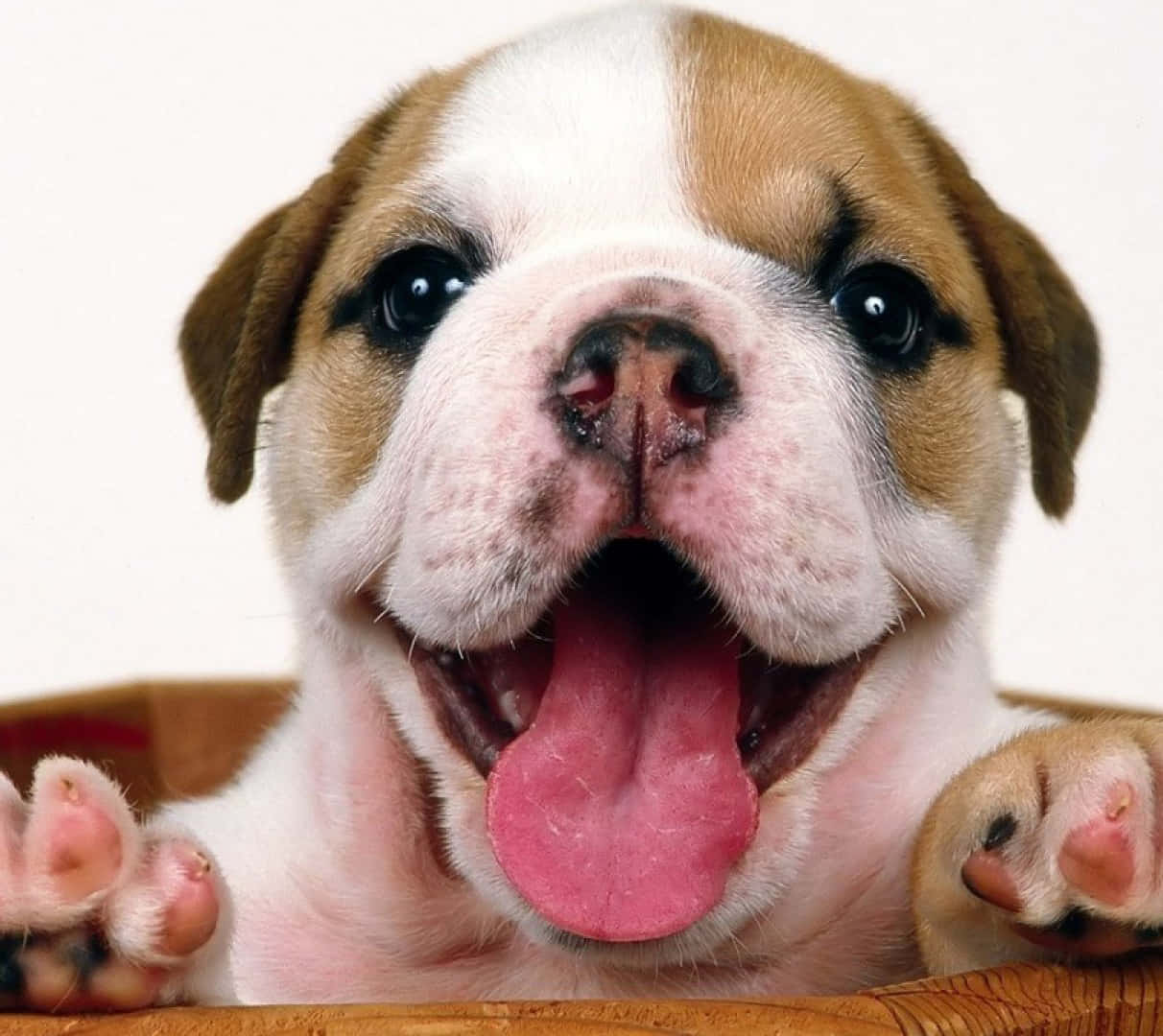 Bulldog 桌布 壁紙 — 一隻快樂的鬥牛犬幼犬，伸出粉紅色舌頭，爪子放在木邊上，背景為白色。