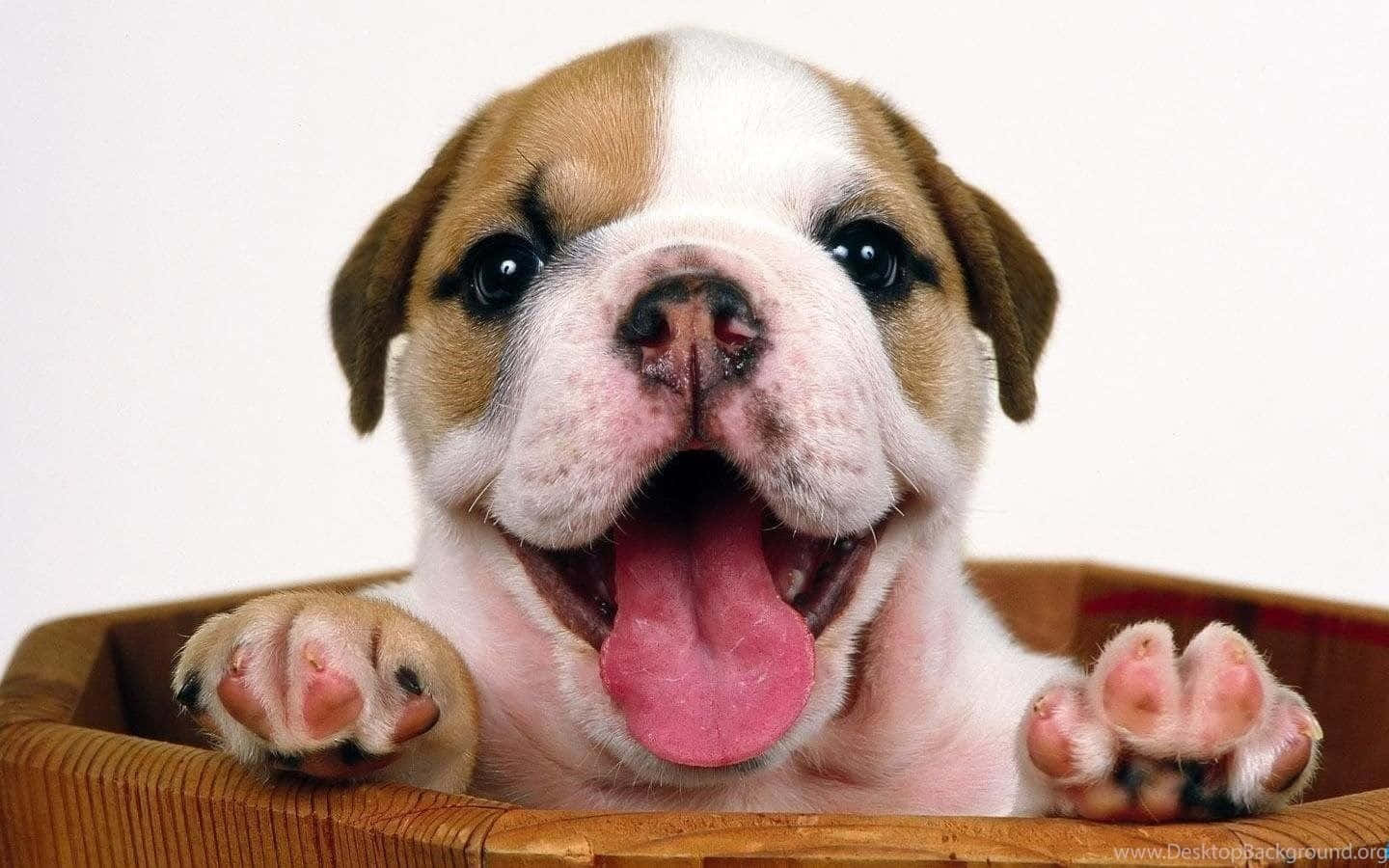 狗 桌布 壁紙 — 一隻快樂的鬥牛犬幼犬伸出粉紅色舌頭，從木籃子裡探出頭來，背景是純白色。