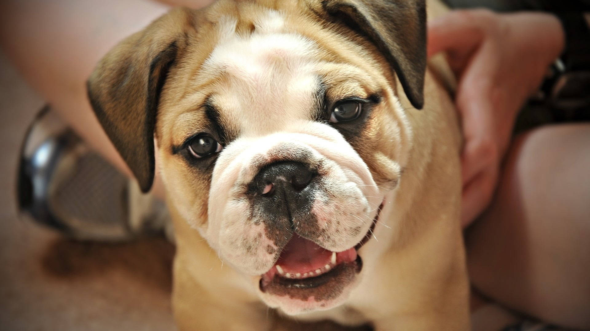Bulldog 桌布 壁紙 — 一隻快樂的鬥牛犬幼犬特寫，臉部皺紋，張開嘴巴，向上看著鏡頭。