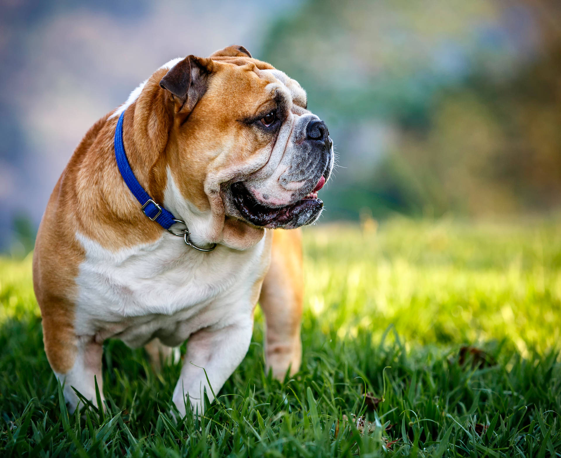 小狗 桌布 壁紙 — 一隻快樂的鬥牛犬戴著藍色項圈，在明亮的陽光下警覺地站在鮮綠的草地上。