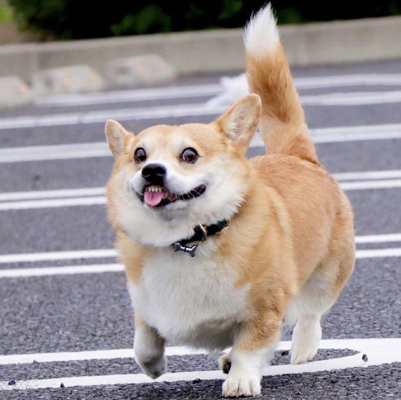 Corgi Funny 桌布 壁紙 — 一隻快樂的黃白色柯基犬在鋪砌的道路上開心地奔跑，尾巴翹起，伸出舌頭。