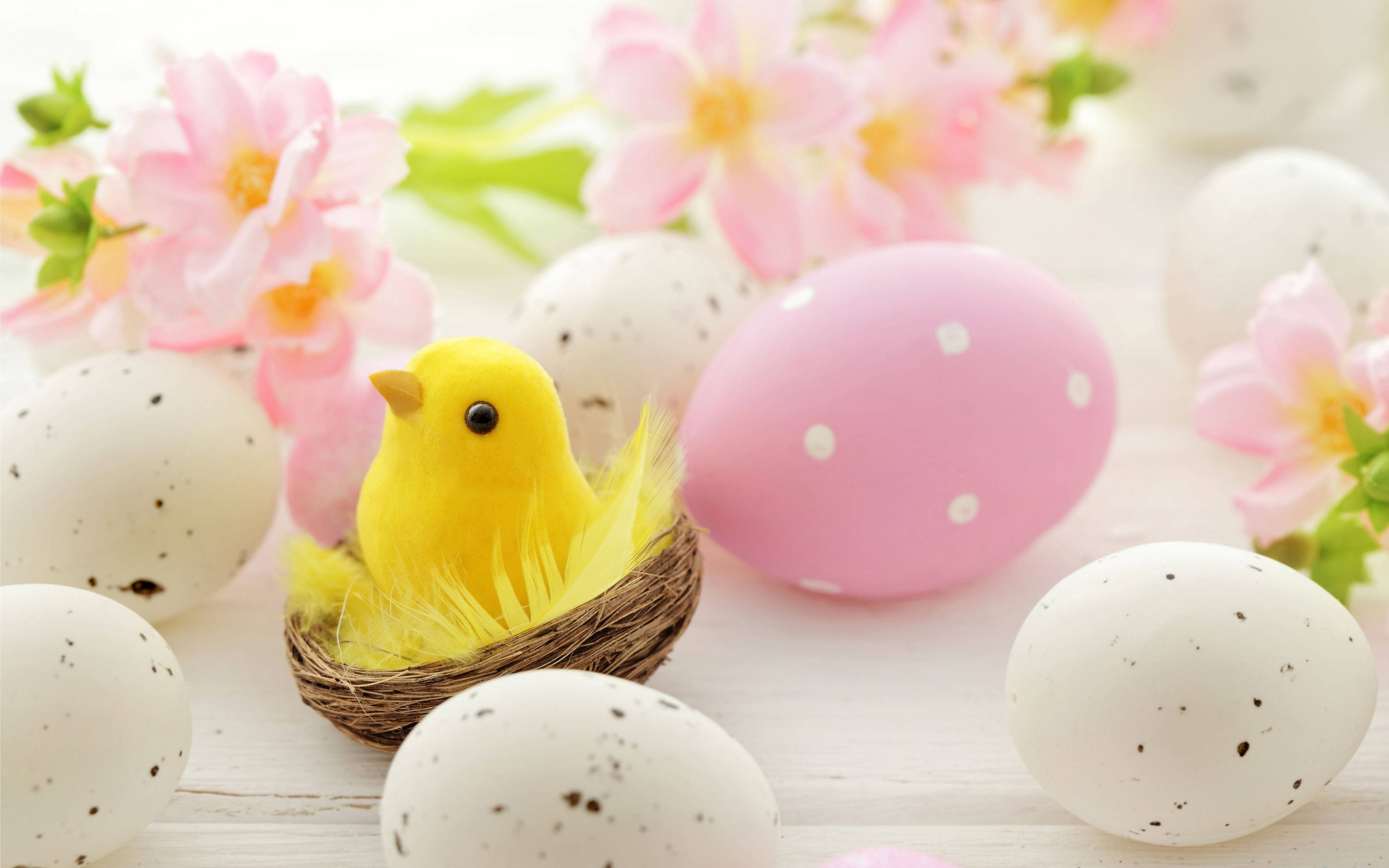 Cute Easter 桌布 壁紙 — 一隻快樂的黃色小雞坐在編織的巢中，周圍有斑點蛋和柔軟的粉紅色花朵，放在白色木質表面上。