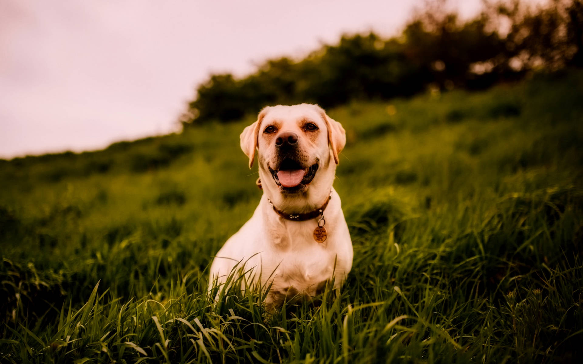 Labrador 桌布 壁紙 — 一隻快樂的黃色拉布拉多坐在高高的綠草中，背後是溫暖的金色日落。