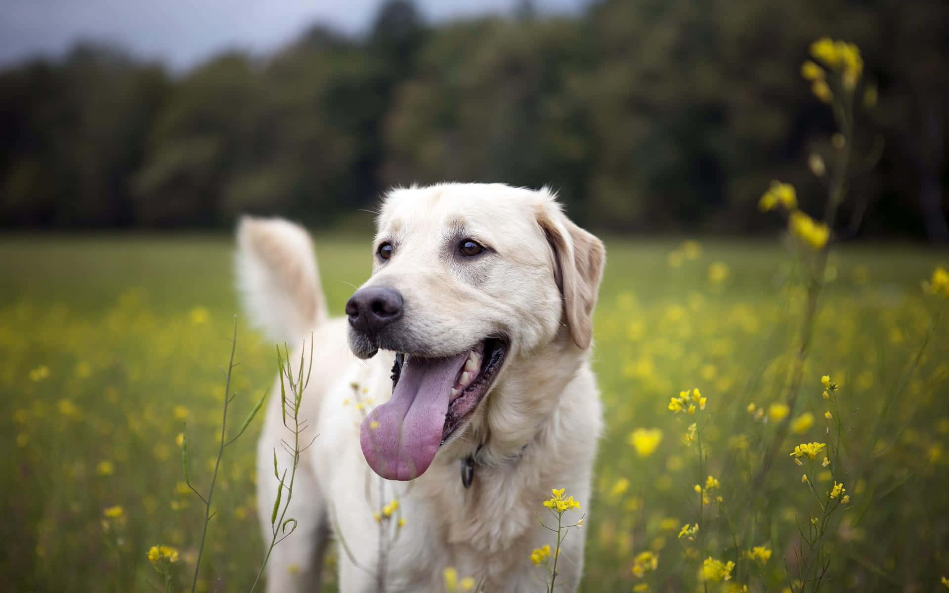 Yellow Labrador 桌布 壁紙 — 一隻快樂的黃色拉布拉多尋回犬站在陽光明媚的黃色野花田中，背景是模糊的森林。
