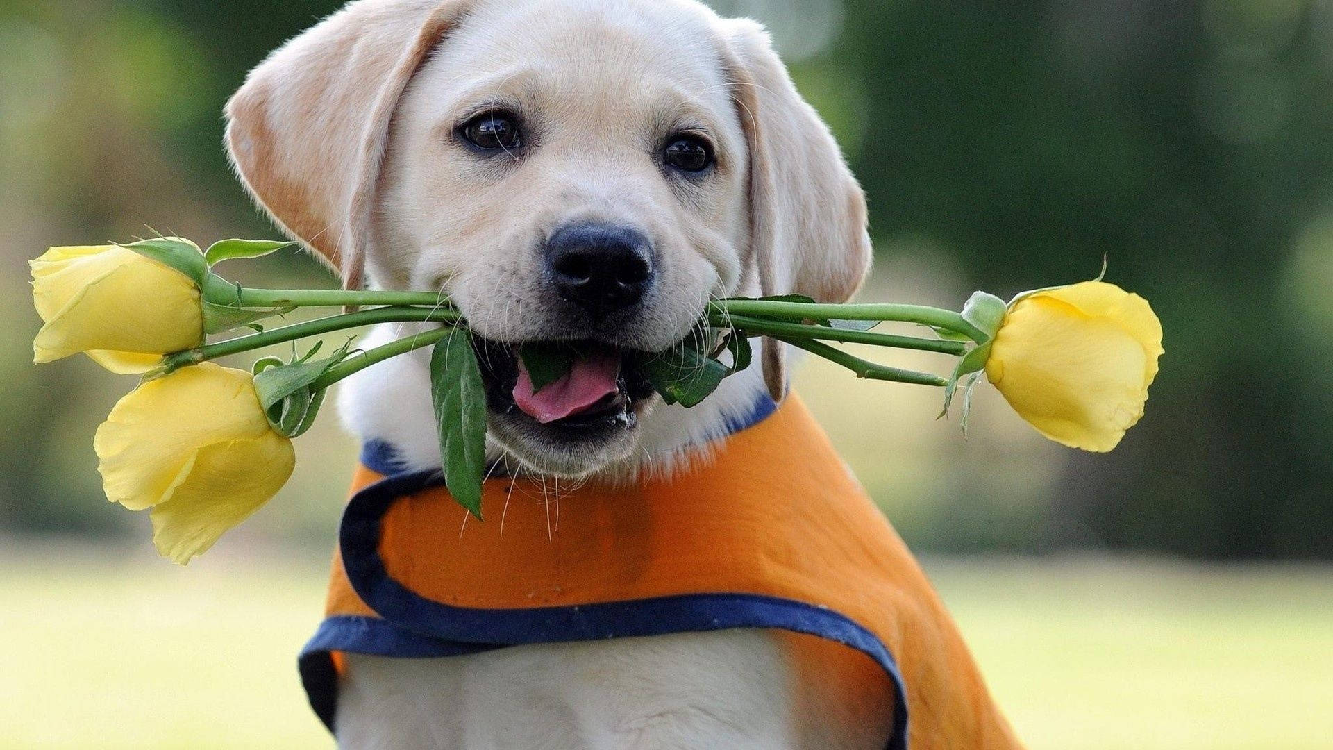 Labrador 桌布 壁紙 — 一隻快樂的黃色拉布拉多幼犬穿著橙色背心，嘴裡叼著一束黃玫瑰，背景是柔和的綠色。