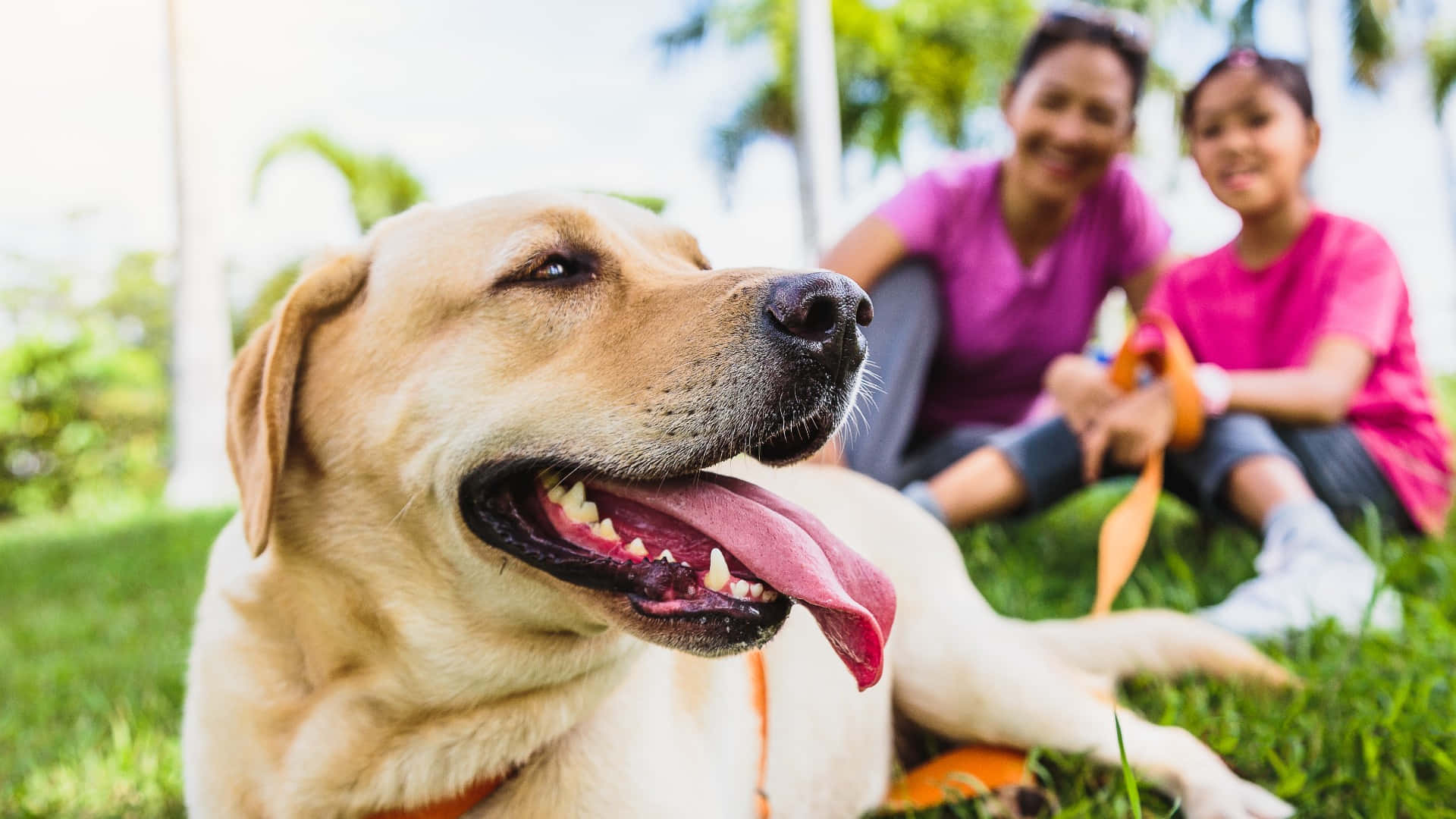 Dogs 桌布 壁紙 — 一隻快樂的黃色拉布拉多躺在草地上伸出舌頭，身後一位微笑的母親和女兒坐在陽光明媚的公園裡。