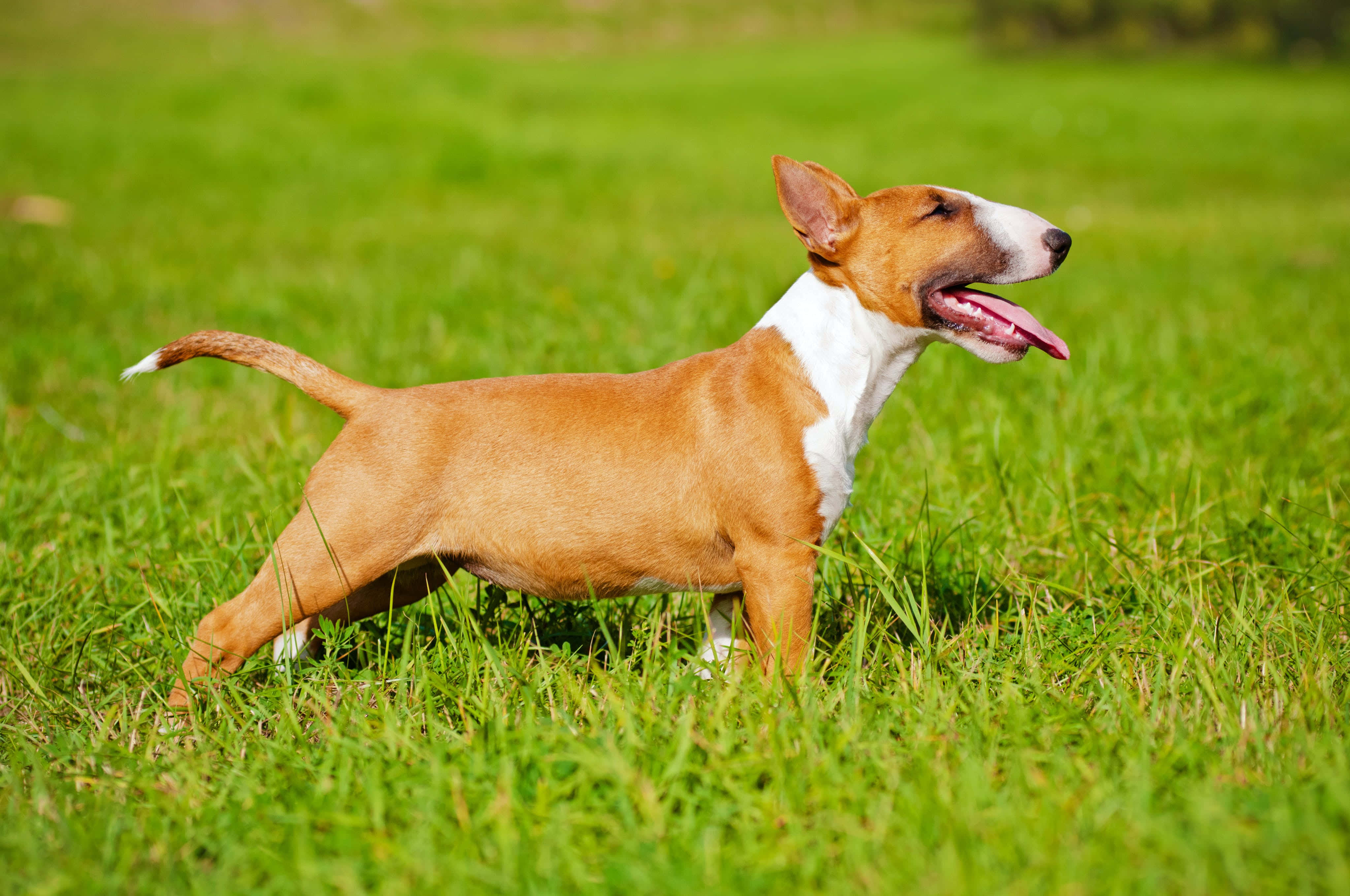 Bully Dog 桌布 壁紙 — 一隻快樂的黃褐色和白色鬥牛㹴站在充滿活力的綠色草地上，警覺地伸出舌頭，沐浴在明亮的陽光下。
