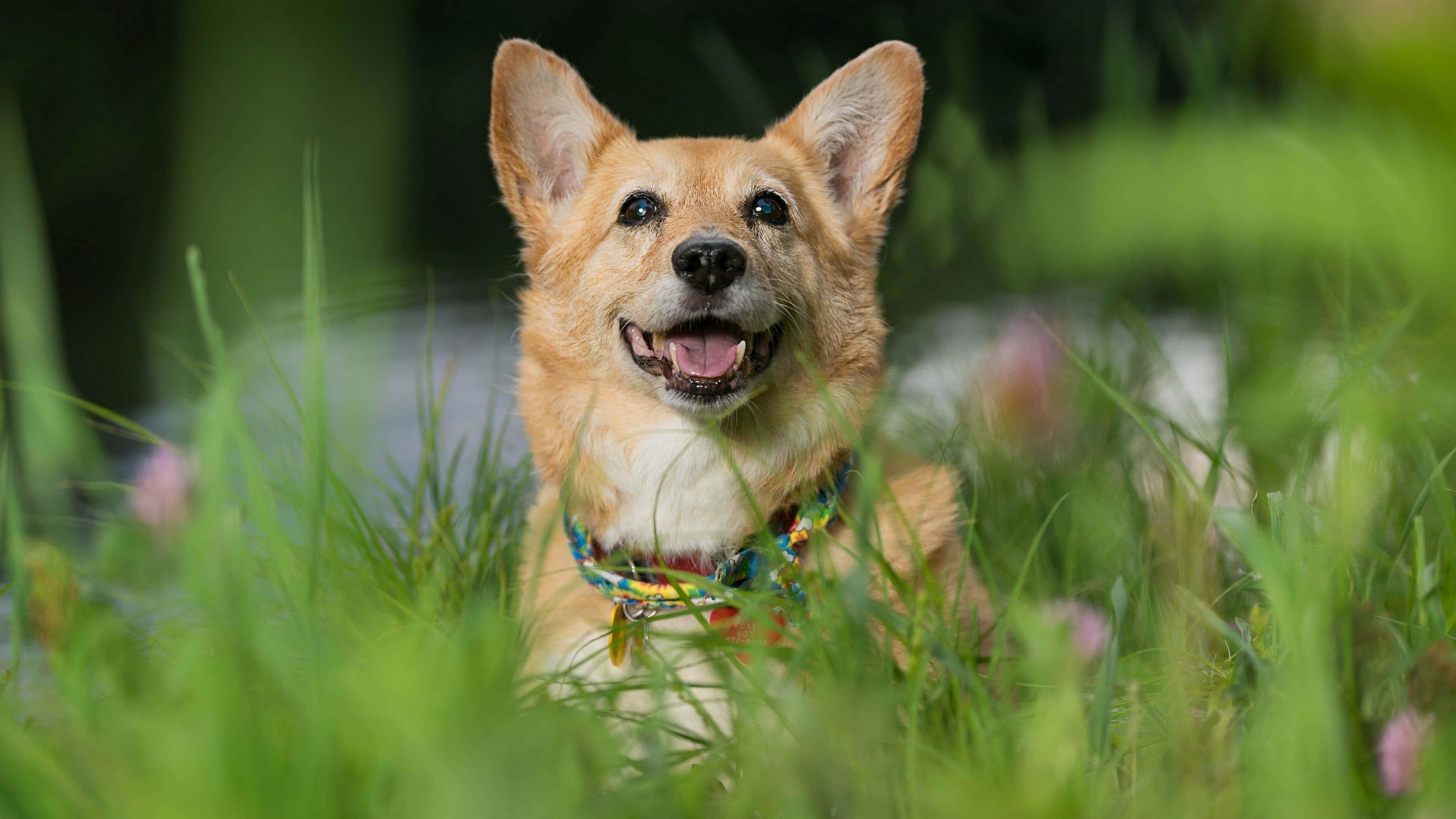 柯基 桌布 壁紙 — 一隻快樂的黃褐色柯基犬，豎起耳朵，戴著彩色項圈，在充滿活力的綠草後面燦爛地微笑。