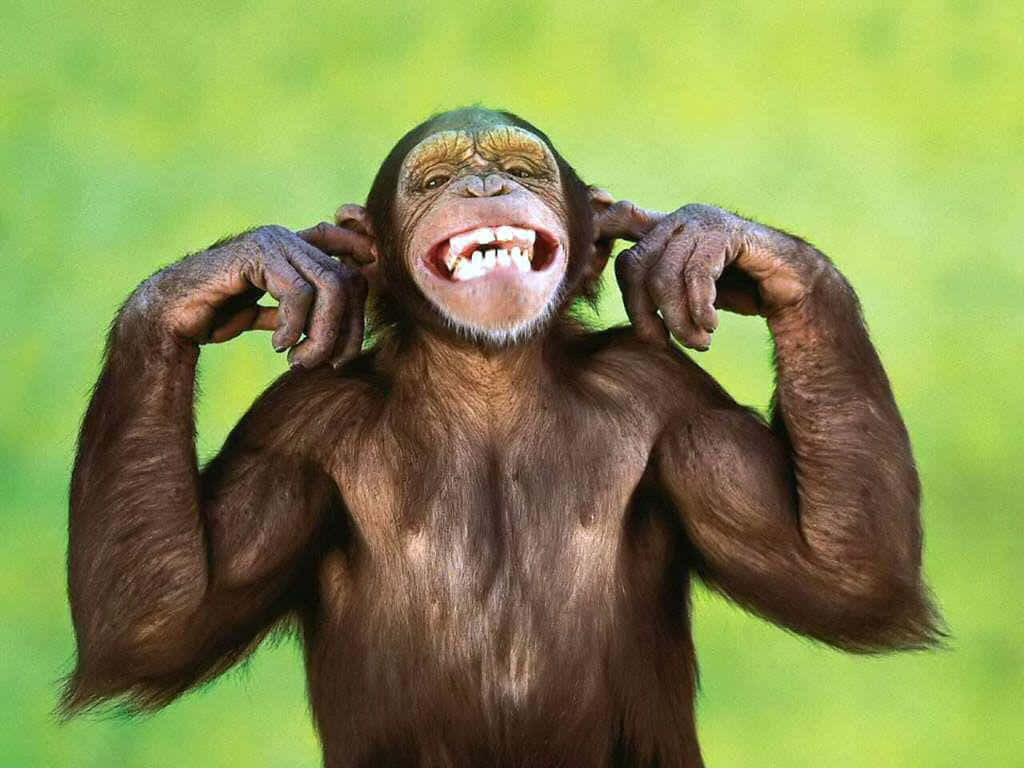 Funny Monkey 桌布 壁紙 — 一隻快樂的黑猩猩在柔和的綠色背景前，雙手靠近耳朵大笑。