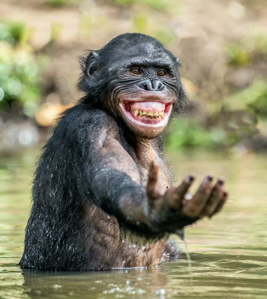Funny Monkey 桌布 壁紙 — 一隻快樂的黑猩猩在茂密的自然環境中，從淺水裡露出燦爛的笑容並伸出手。
