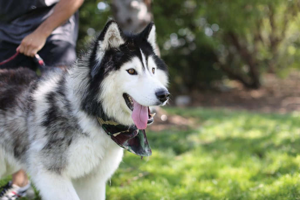 wolfdog 桌布 壁紙 — 一隻快樂的黑白哈士奇伸出舌頭，在明亮的陽光下走在草地上，背景是模糊的綠色。