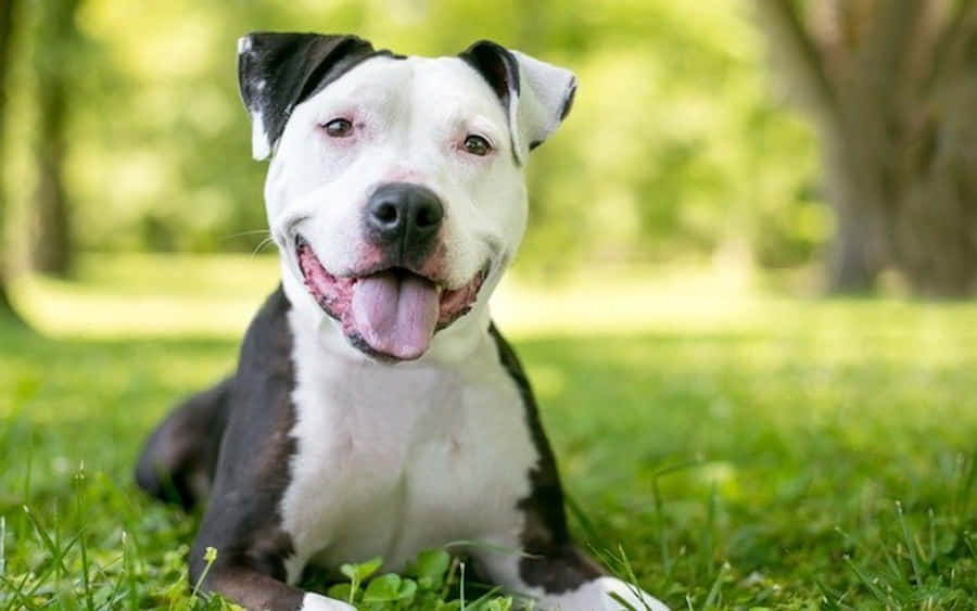 黑白 桌布 壁紙 — 一隻快樂的黑白比特犬幼犬躺在茂密的綠草地上，背景有樹木柔和襯托。