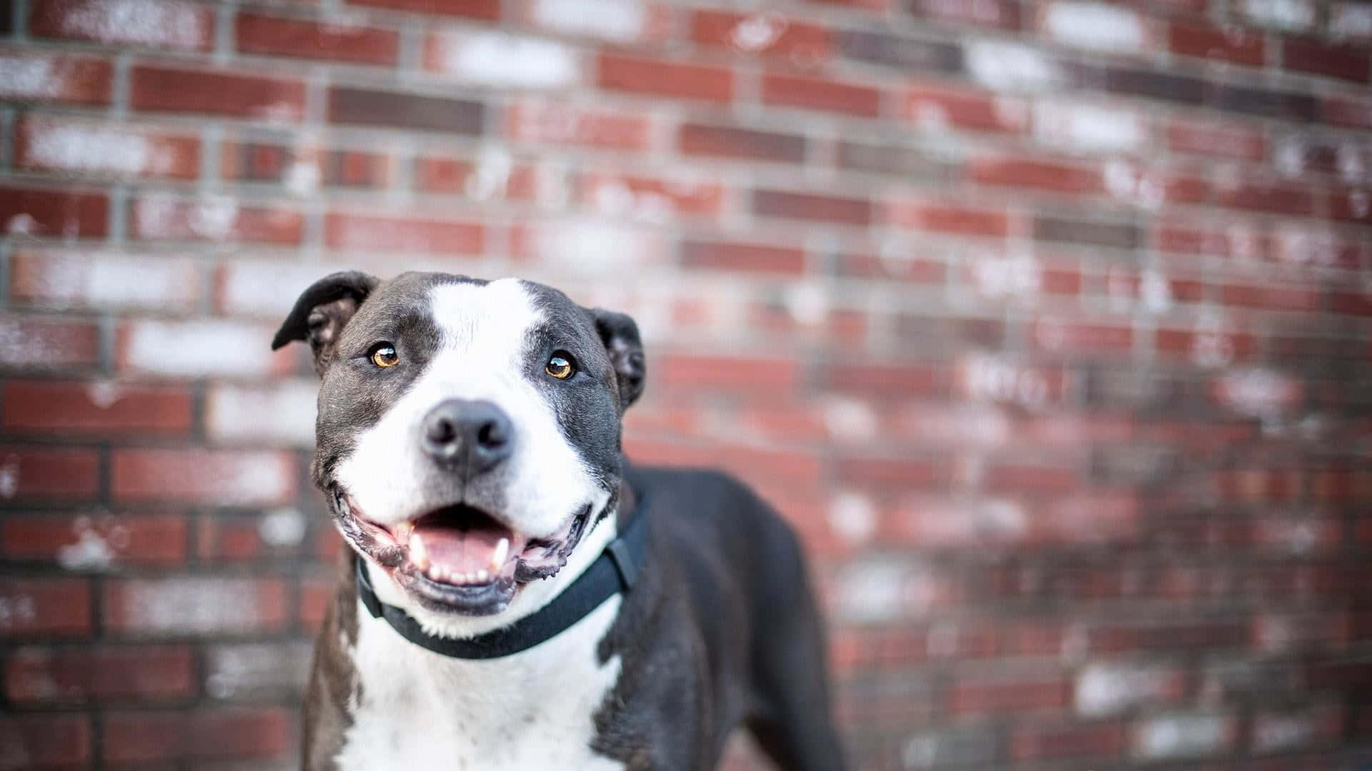 Pitbull 桌布 壁紙 — 一隻快樂的黑白相間鬥牛犬戴著黑色項圈，對著鏡頭微笑，背景是模糊的紅磚牆。