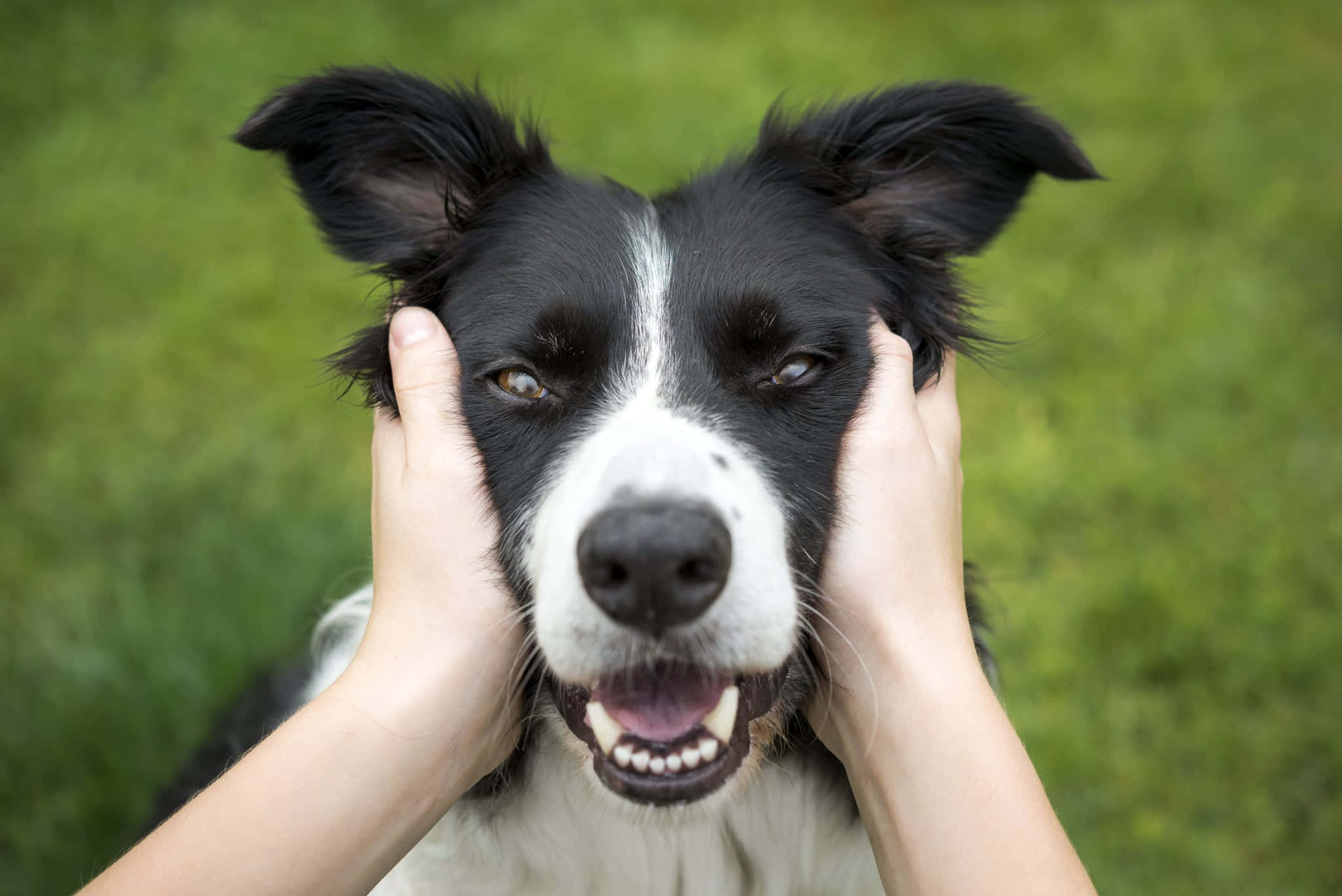 border collie 桌布 壁紙 — 一隻快樂的黑白邊境牧羊犬，垂著耳朵，被兩隻人類的手頑皮地捧著，背景是柔軟的綠色草地。