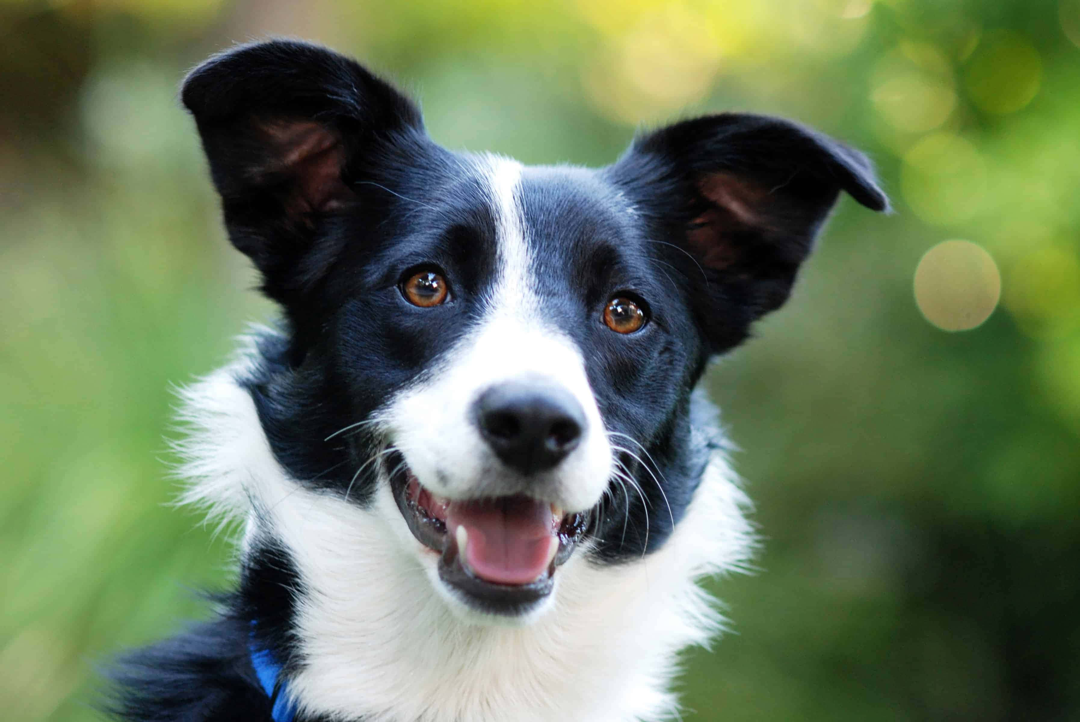 border collie 桌布 壁紙 — 一隻快樂的黑白邊境牧羊犬，有著明亮的琥珀色眼睛，在柔和的綠色散景背景下開心地微笑。