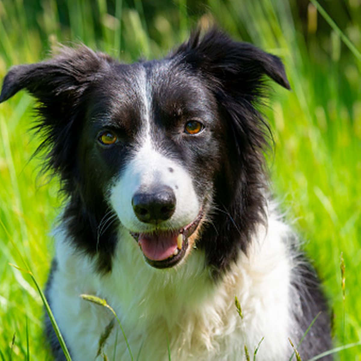 border collie 桌布 壁紙 — 一隻快樂的黑白邊境牧羊犬，有著明亮的琥珀色眼睛，坐在充滿活力的綠色草地上，伸出舌頭，直視鏡頭。
