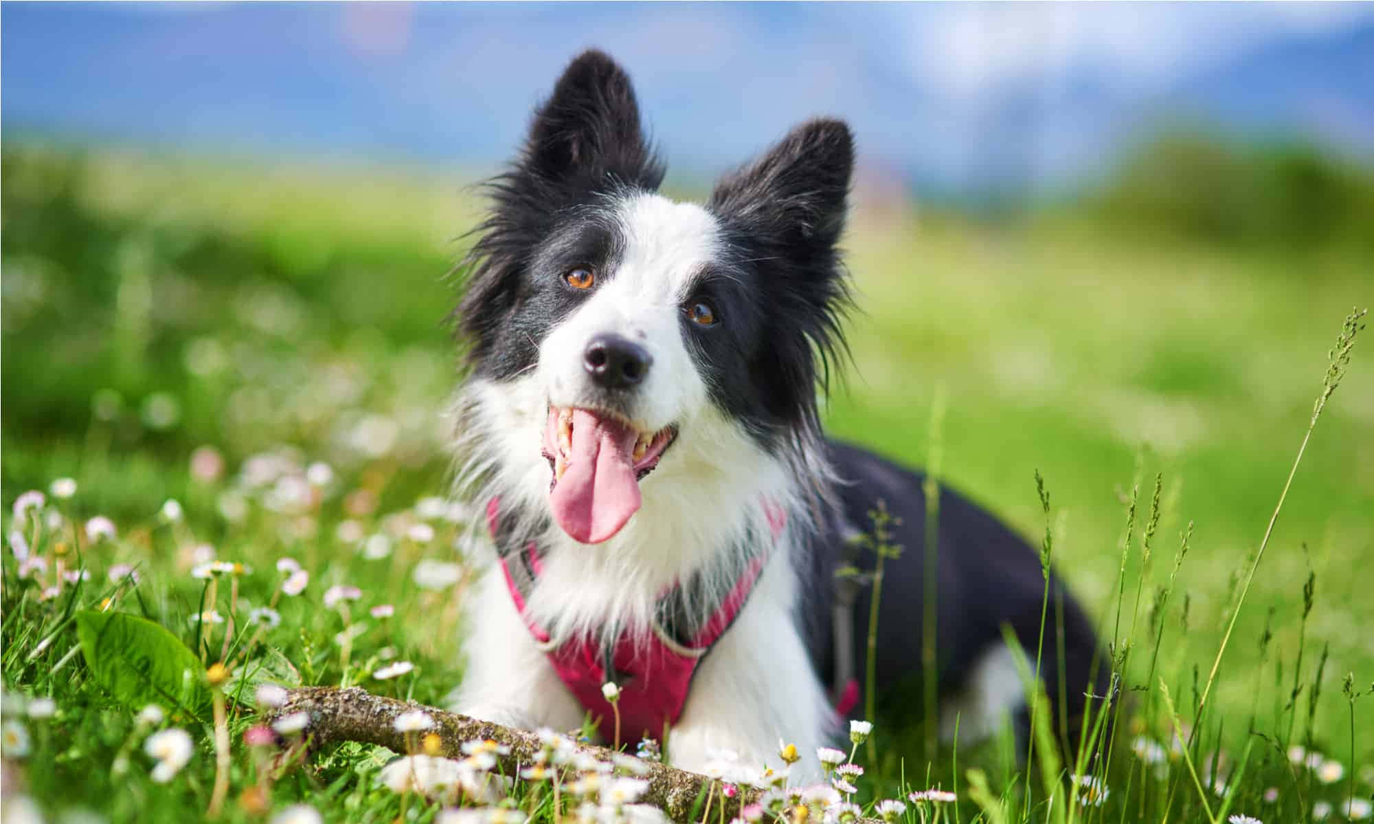 border collie 桌布 壁紙 — 一隻快樂的黑白邊境牧羊犬伸出舌頭，躺在陽光明媚、長滿雛菊和綠草的草地上。