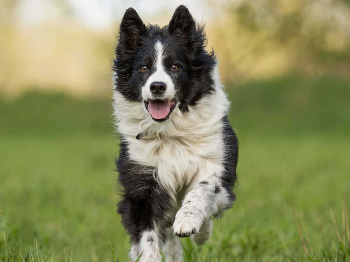 border collie 桌布 壁紙 — 一隻快樂的黑白邊境牧羊犬伸出舌頭，穿過陽光明媚的綠色田野向鏡頭跑來。