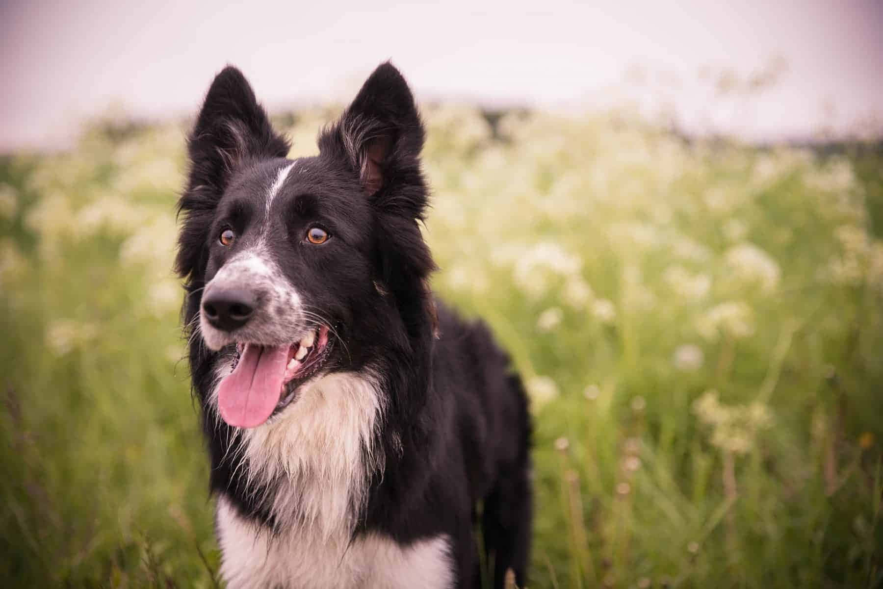 border collie 桌布 壁紙 — 一隻快樂的黑白邊境牧羊犬伸出舌頭，站在陽光明媚的綠色草地和白色野花的田野中。