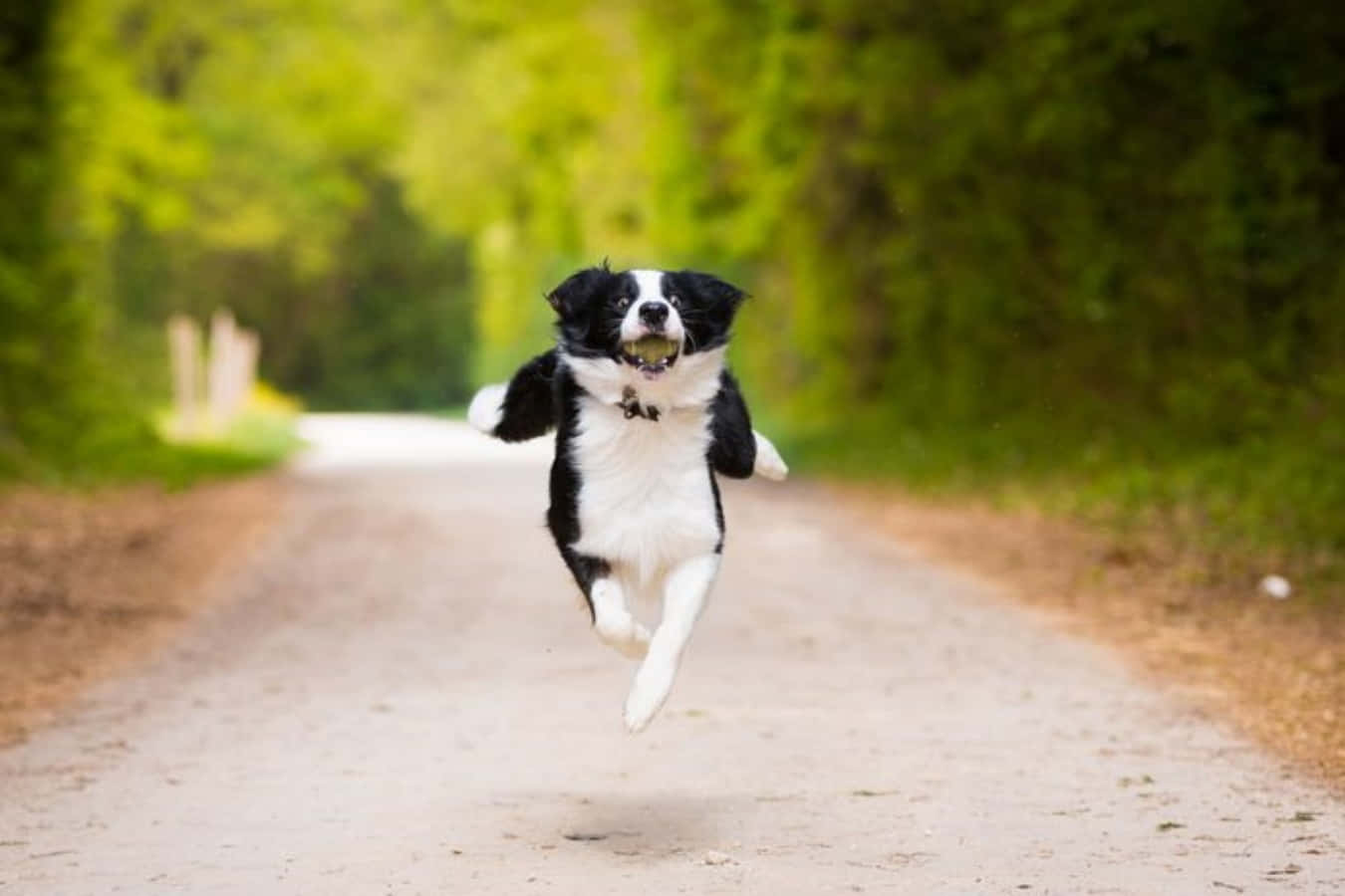 狗 桌布 壁紙 — 一隻快樂的黑白邊境牧羊犬在陽光明媚的森林小徑上張開嘴巴躍起空中。