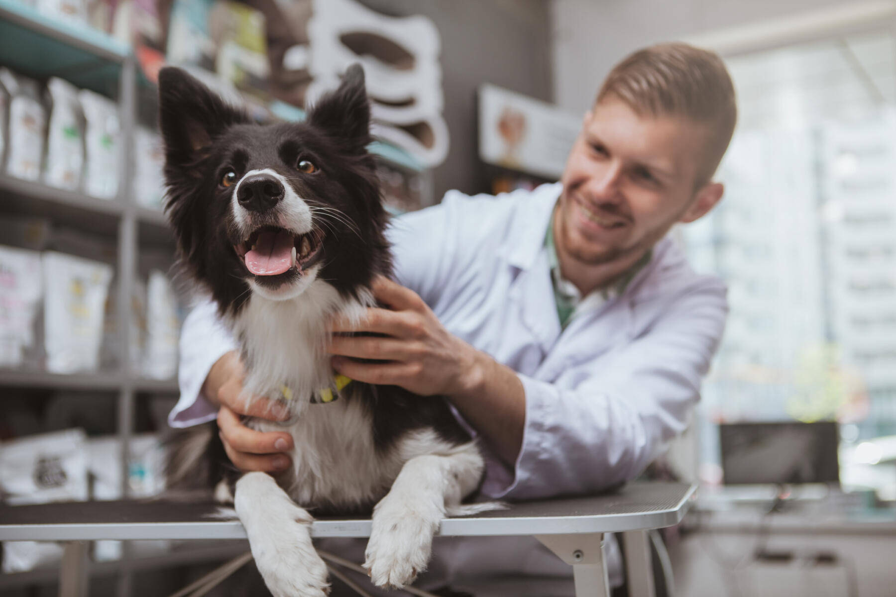 醫生 桌布 壁紙 — 一隻快樂的黑白邊境牧羊犬坐在獸醫桌上，一位微笑的獸醫在明亮的診所中輕輕地抱著牠的胸口。