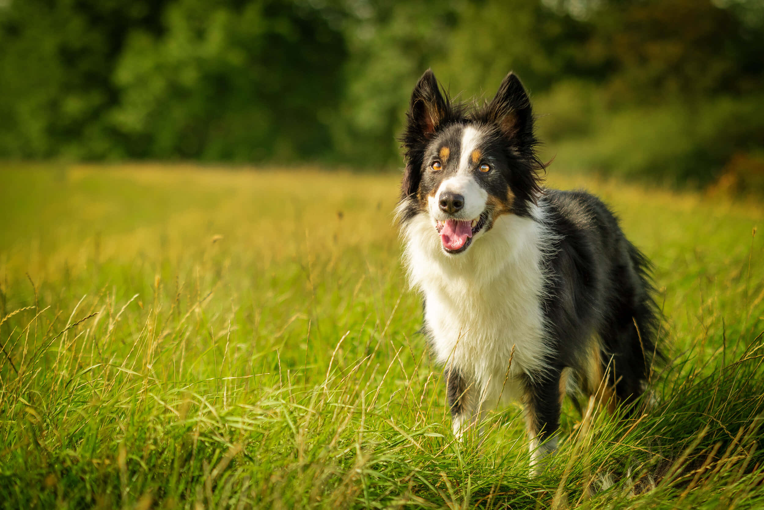 border collie 桌布 壁紙 — 一隻快樂的黑白邊境牧羊犬帶有棕褐色斑紋，在陽光明媚的草地上警覺地站著，背景有樹木。