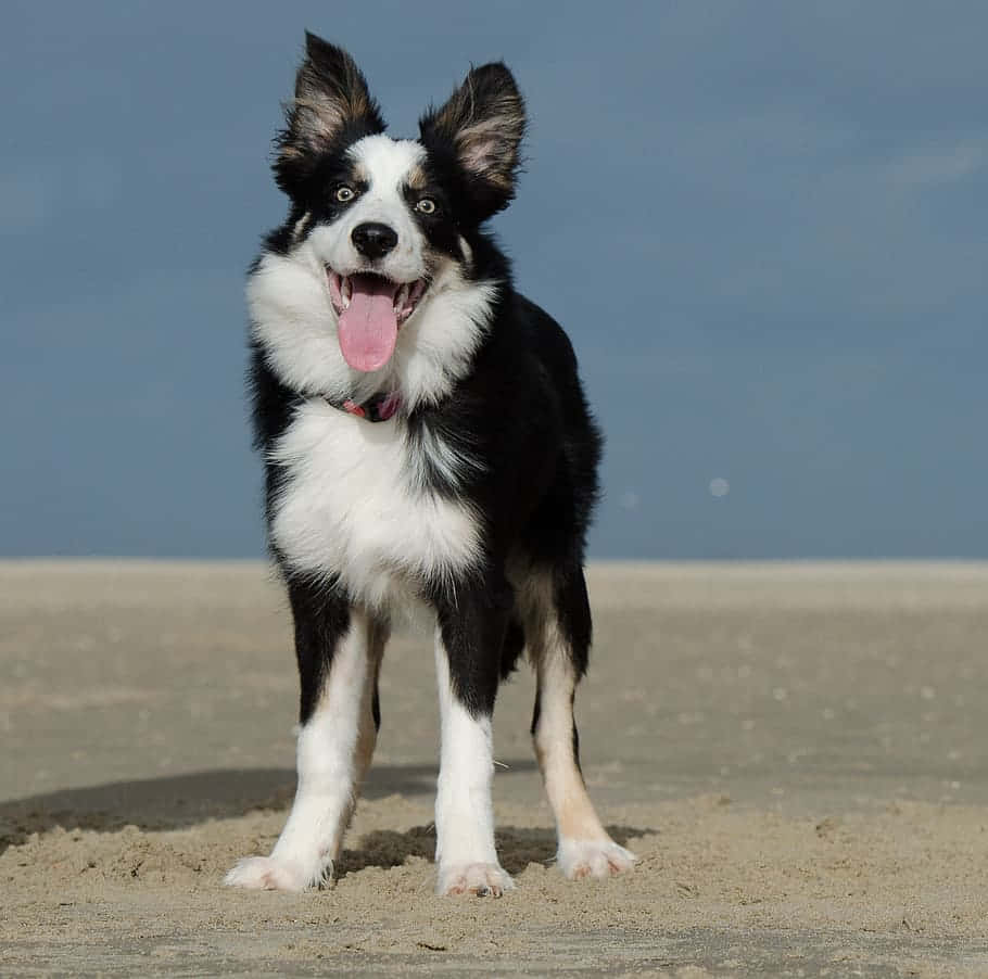 狗 桌布 壁紙 — 一隻快樂的黑白邊境牧羊犬站在沙灘上，在明亮的日光下伸出舌頭。