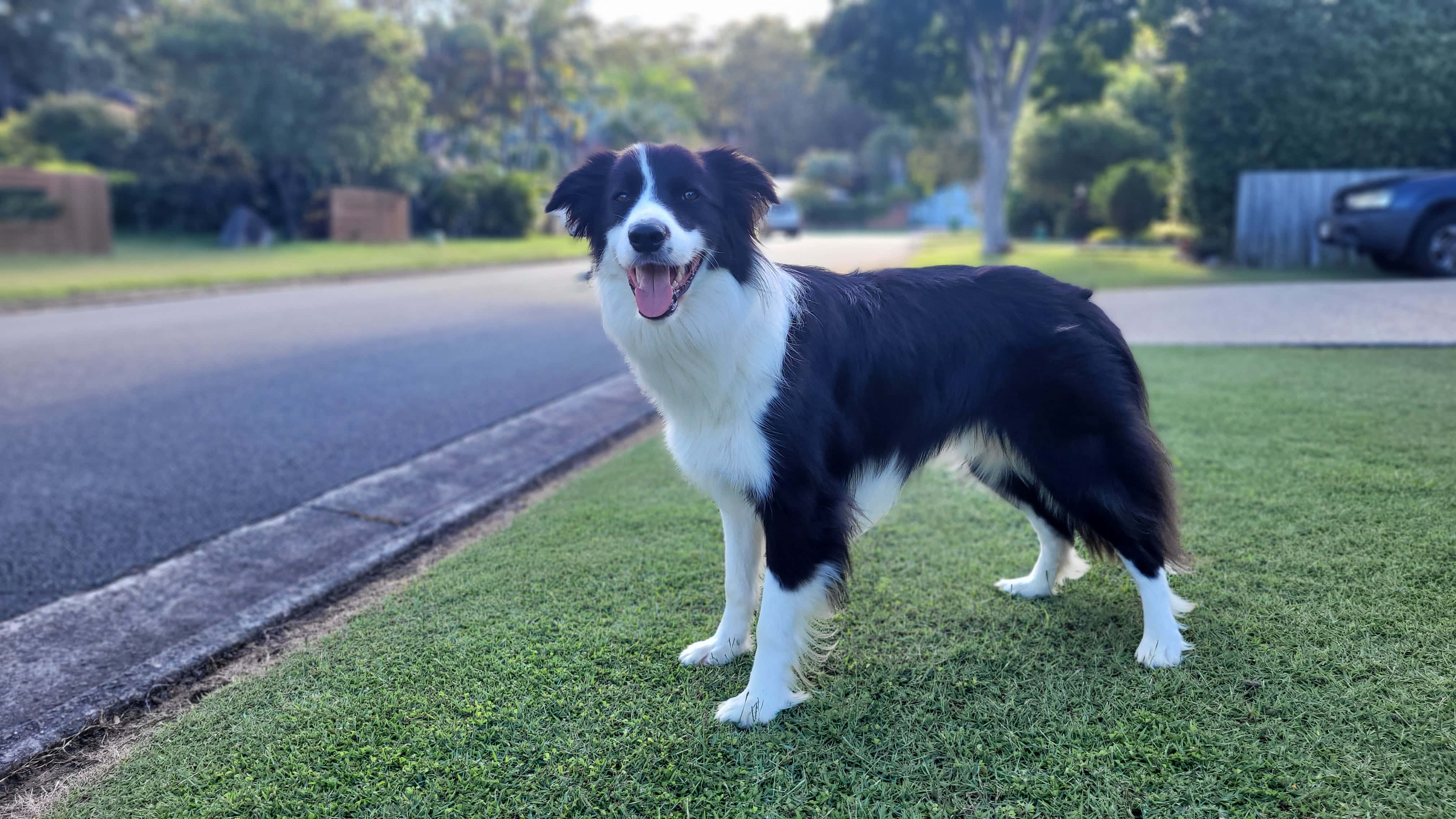 border collie 桌布 壁紙 — 一隻快樂的黑白邊境牧羊犬警覺地站在陽光普照的郊區草坪上，旁邊是一條鋪砌的道路。