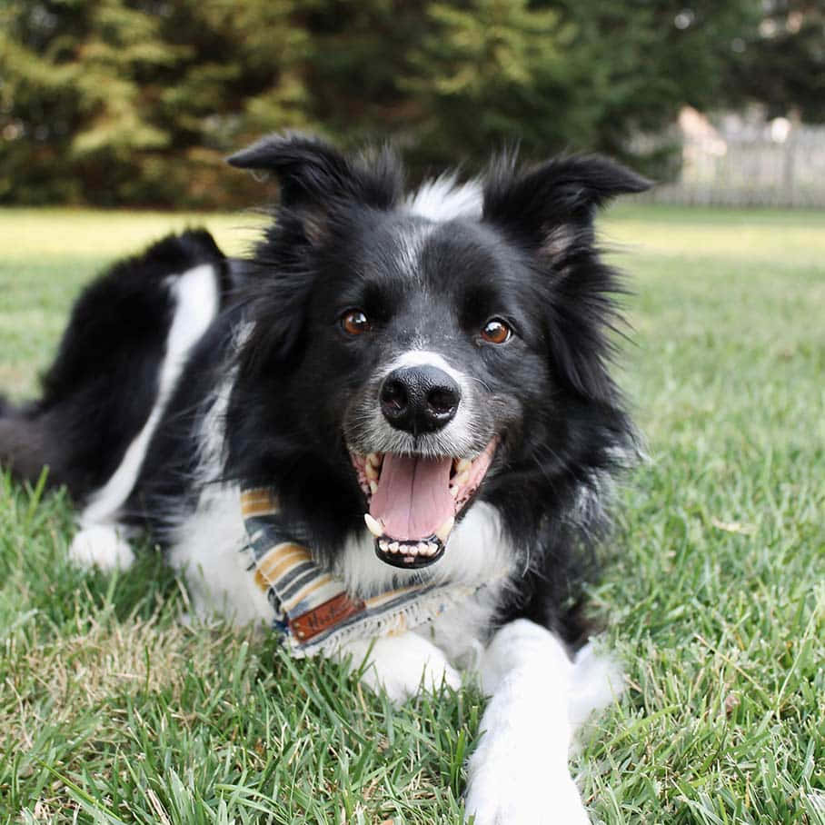 border collie 桌布 壁紙 — 一隻快樂的黑白邊境牧羊犬躺在充滿活力的綠色草地上，張開嘴巴快樂地喘氣。