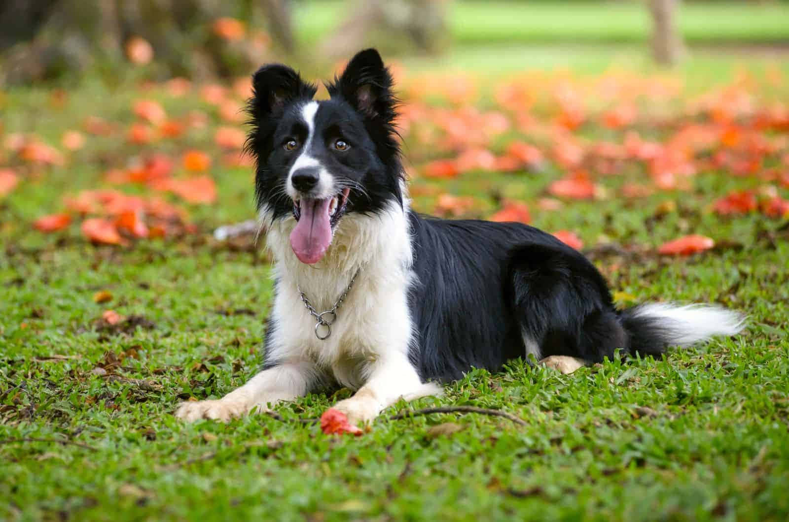 border collie 桌布 壁紙 — 一隻快樂的黑白邊境牧羊犬躺在綠草上，喘著氣，周圍散落著橙色的秋葉。