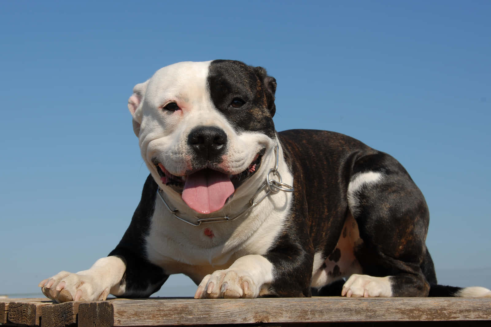 Pitbull 桌布 壁紙 — 一隻快樂的黑白鬥牛犬，伸出粉紅色舌頭，在晴朗的藍天下躺在木碼頭上休息。