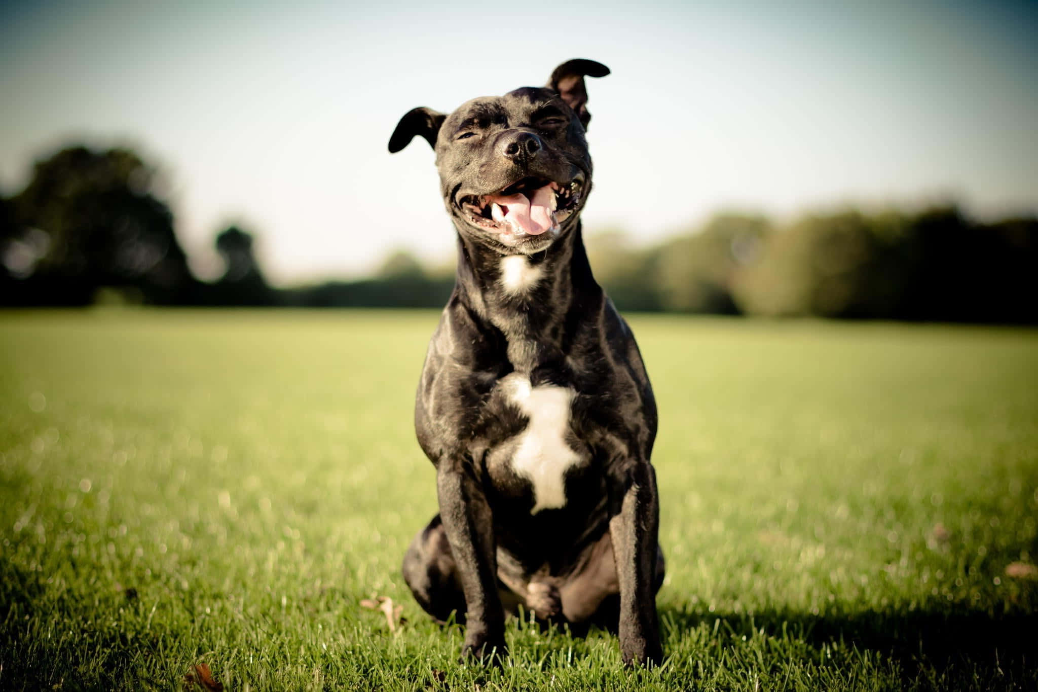 Pitbull 桌布 壁紙 — 一隻快樂的黑白鬥牛犬開心地坐在充滿活力的綠色草地上，背景有模糊的樹木。