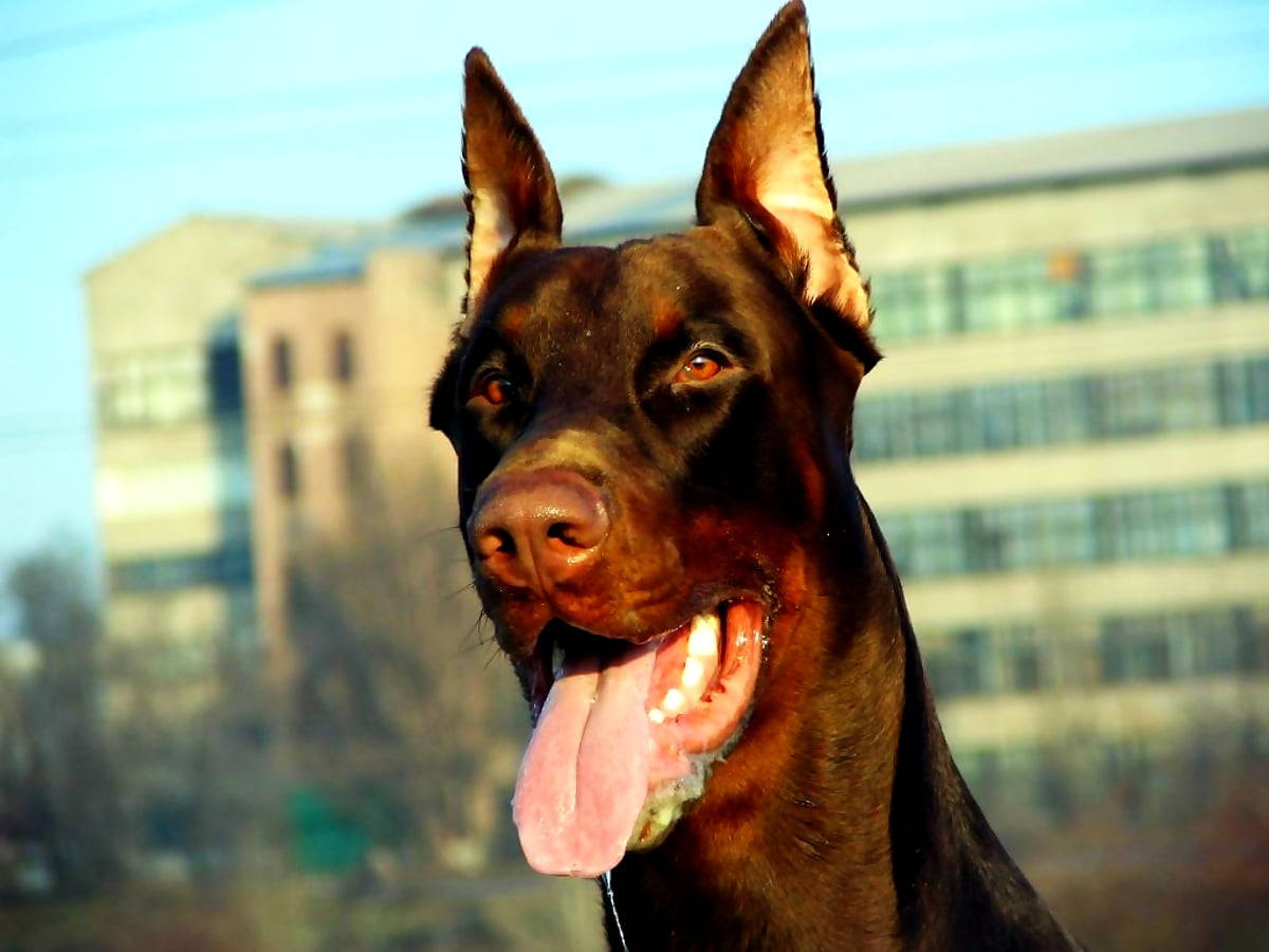 Doberman 桌布 壁紙 — 一隻快樂的黑色杜賓犬伸出舌頭，在溫暖的陽光下，以模糊的城市建築為背景。