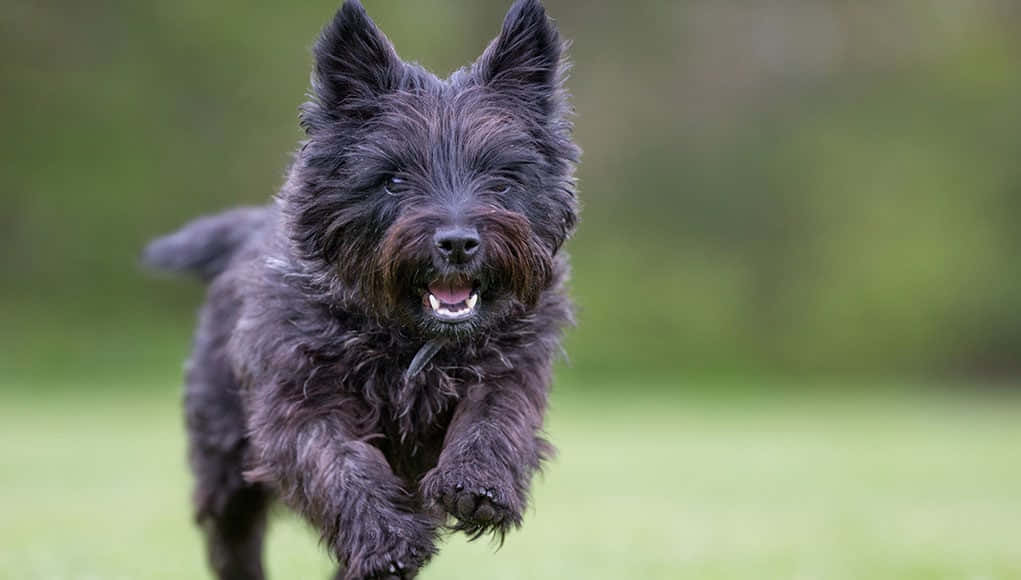 Terrier Dog 桌布 壁紙 — 一隻快樂的黑色蘇格蘭㹴幼犬在陽光明媚的草地上跳躍，露出充滿活力的笑容。