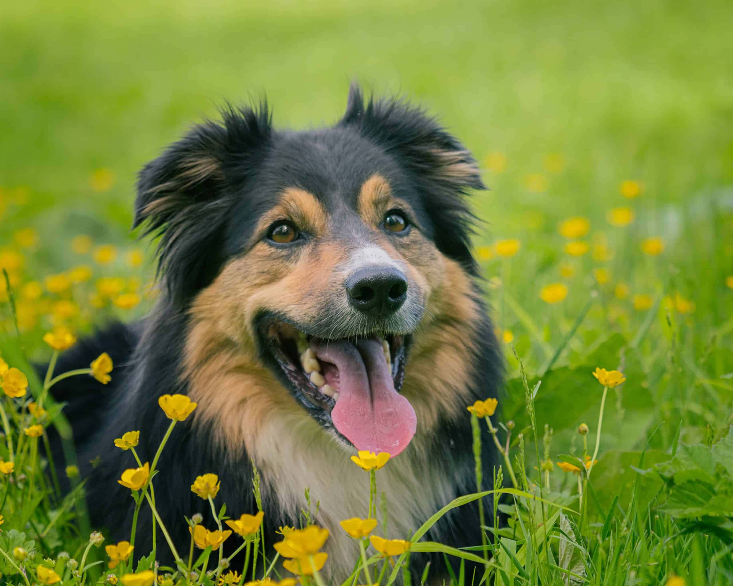 border collie 桌布 壁紙 — 一隻快樂的黑褐色狗，伸出粉紅色的舌頭，在陽光明媚的綠色草地和黃色毛茛花叢中愉快地休息。