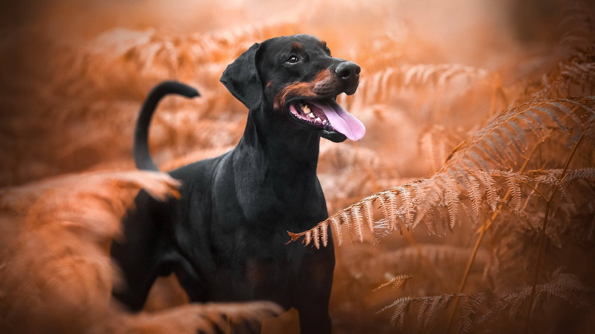 Dog Desktop 桌布 壁紙 — 一隻快樂的黑褐色狗伸出舌頭，在溫暖的秋光中警覺地站在金色蕨類植物之間。