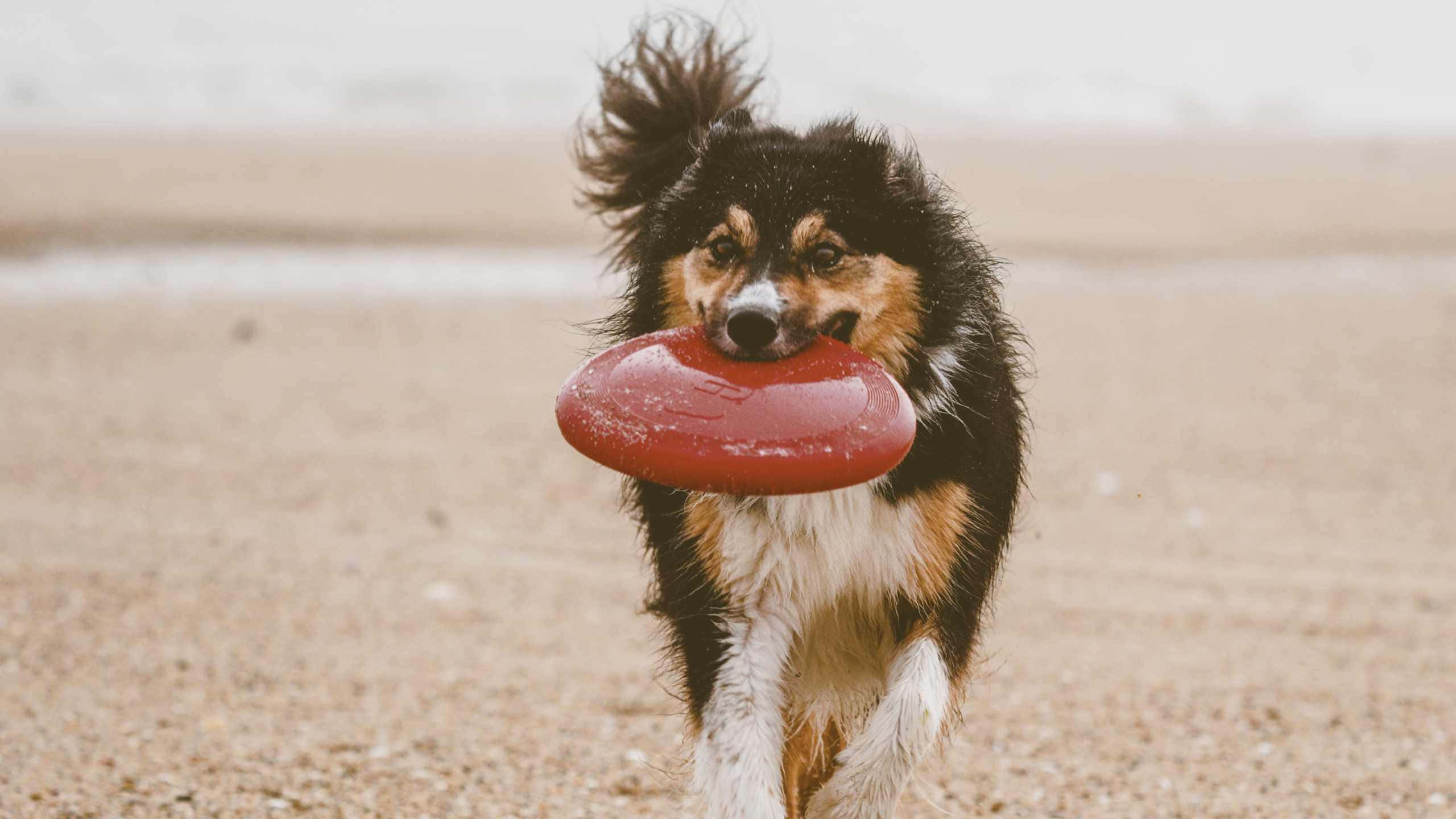 Frisbee 桌布 壁紙 — 一隻快樂的黑褐色狗在沙灘上叼著紅色飛盤跑向鏡頭。