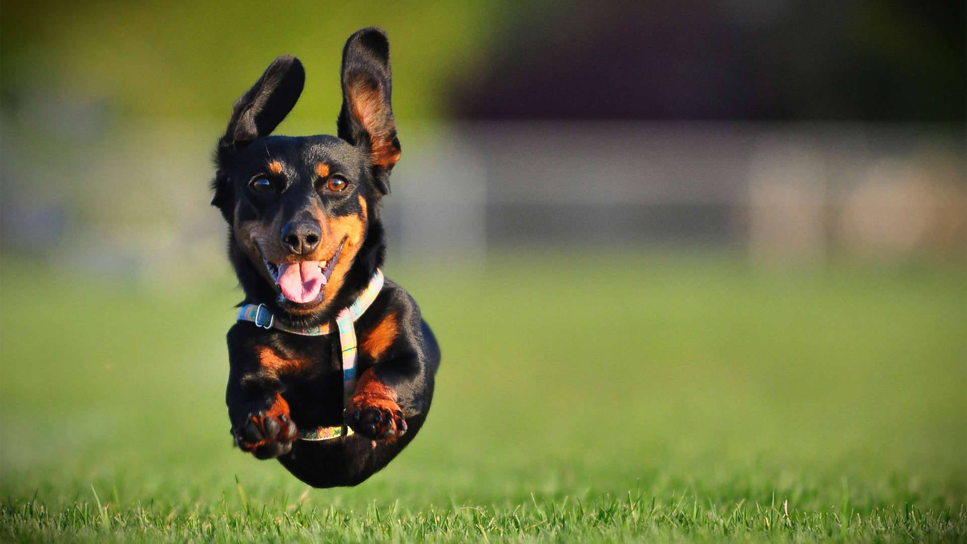 Running 桌布 壁紙 — 一隻快樂的黑褐色臘腸犬在模糊的綠色草坪上騰空跳躍，舌頭伸出。