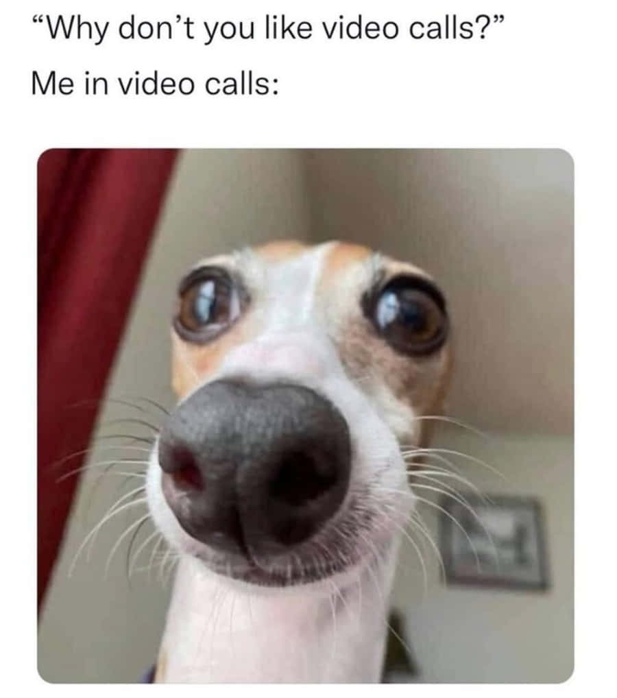狗 桌布 壁紙 — 一隻惠比特犬的特寫，牠那雙巨大的受驚眼睛直視鏡頭，處於一個幽默的迷因背景。